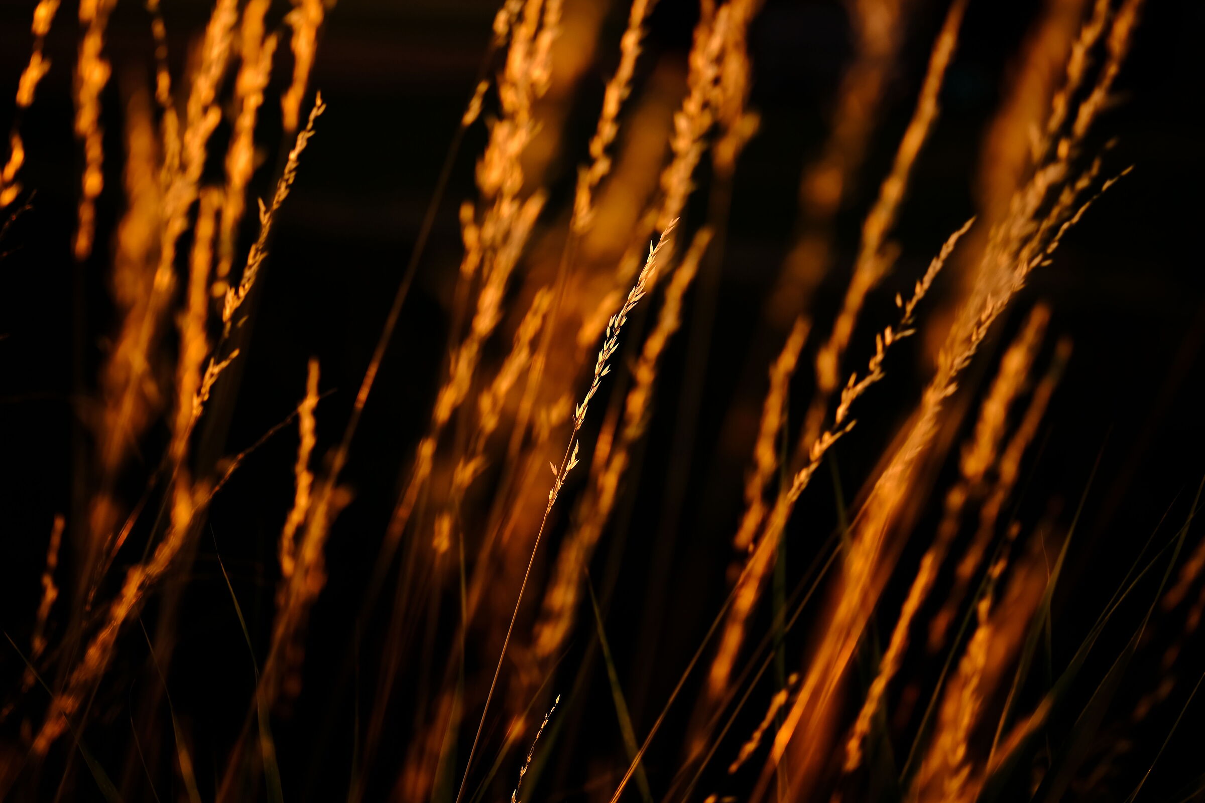 Blades of grass against the light