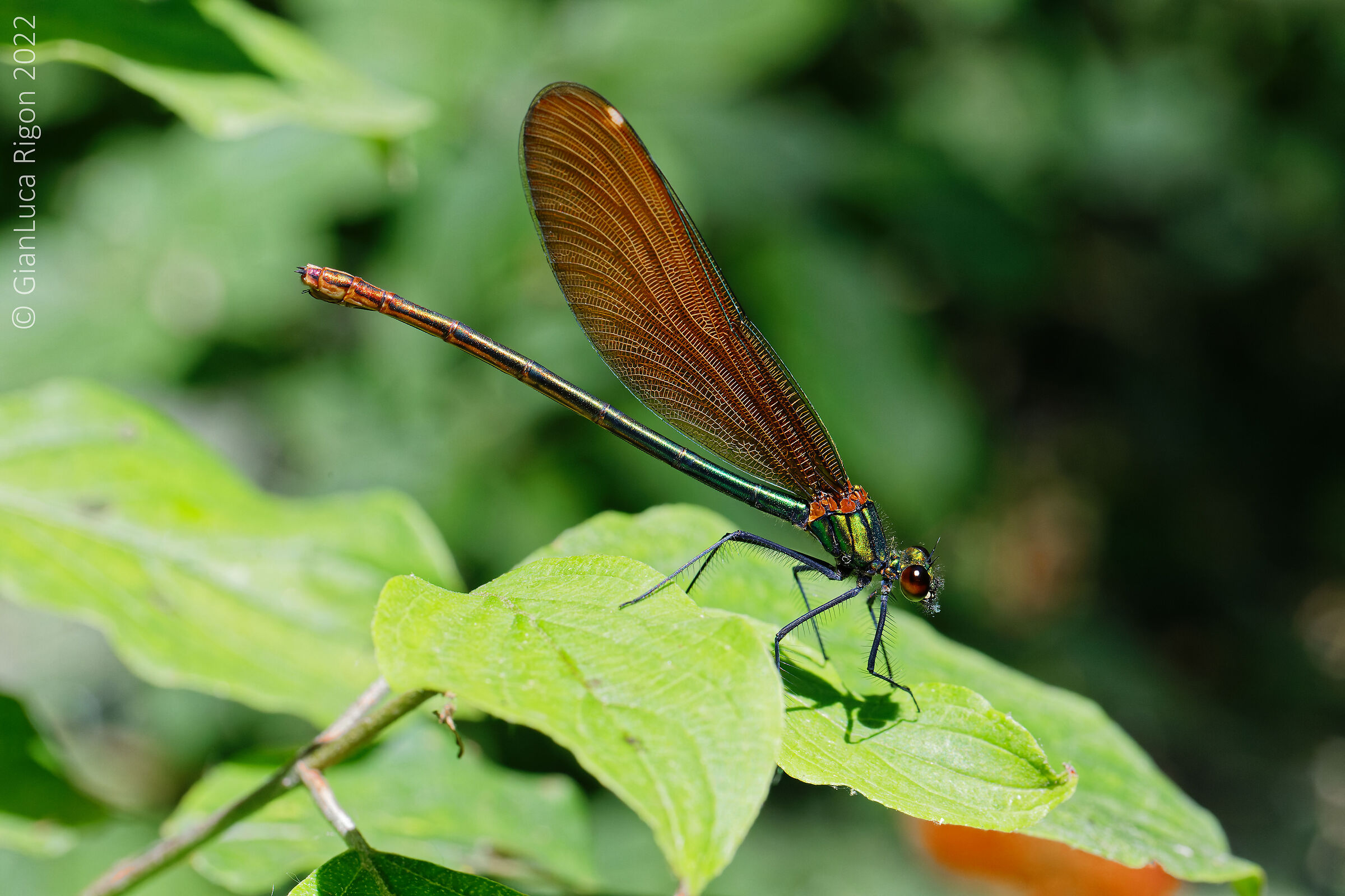 La mia prima Libellula