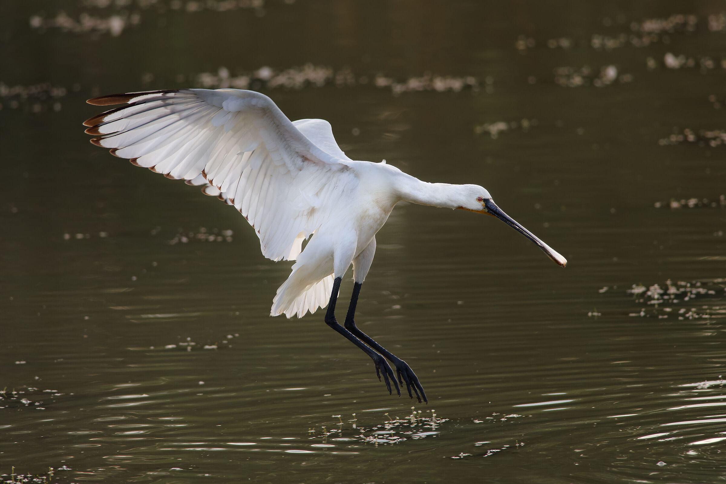 Spatola in volo
