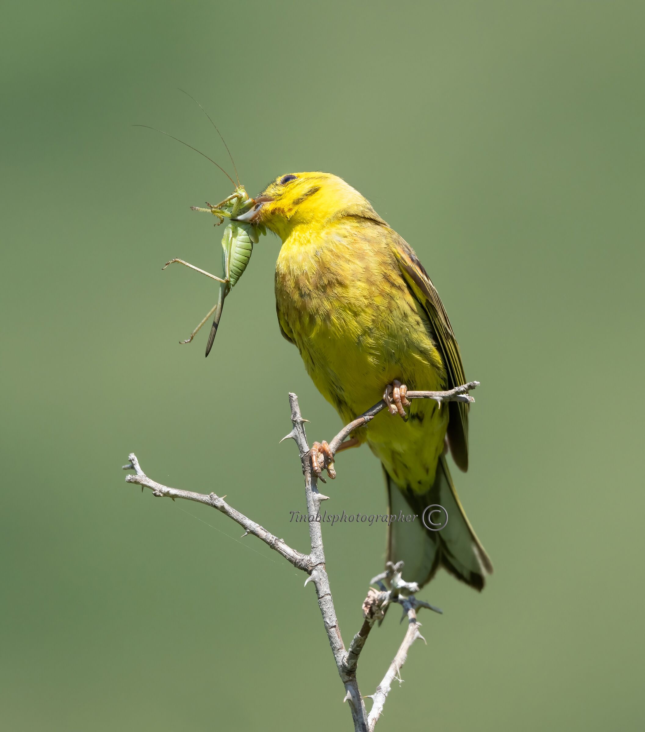 Yellow zigolo (Emberiza citrinella)