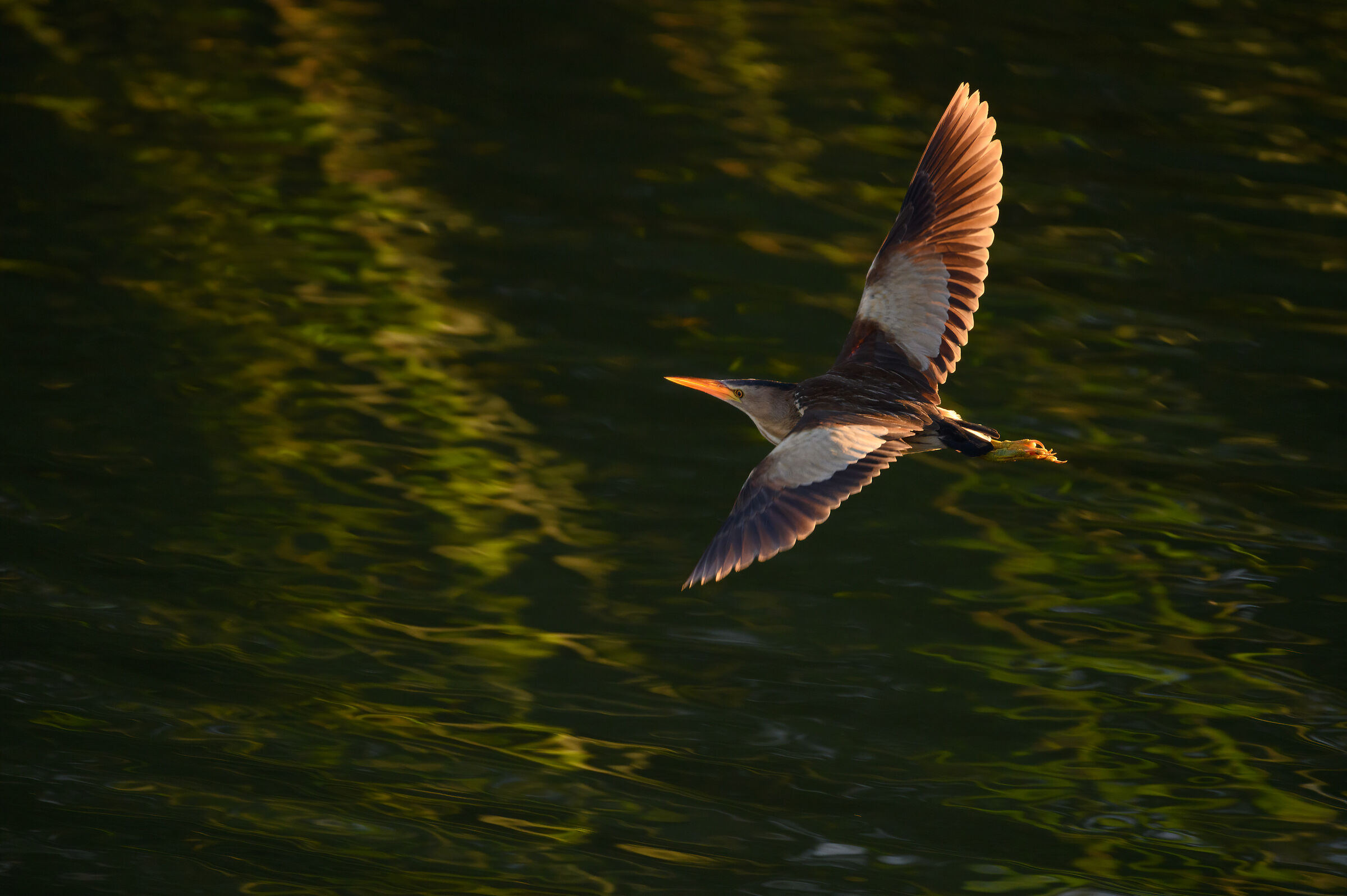 Tarabusina Backlight