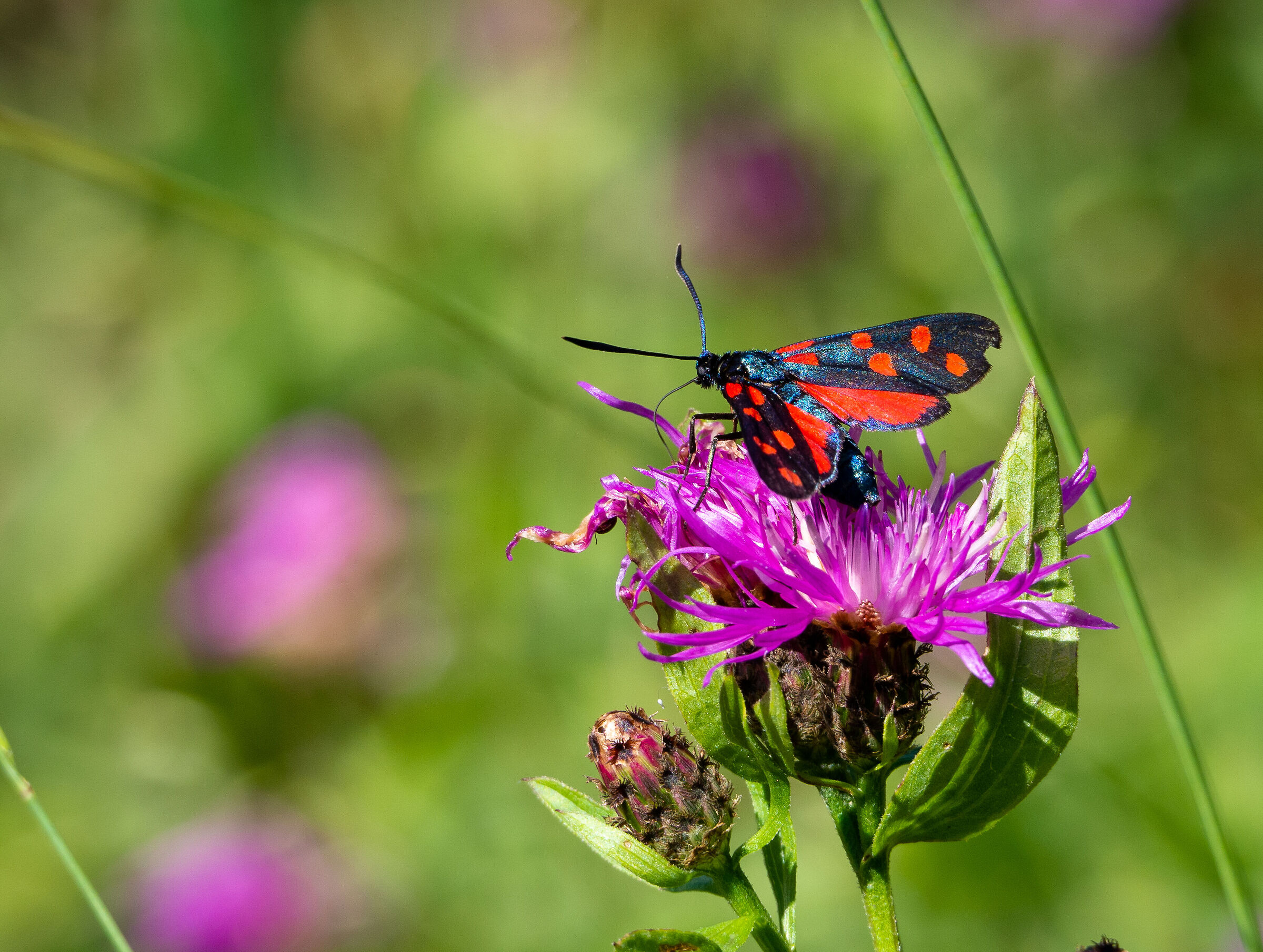 Zygaena filipendulae