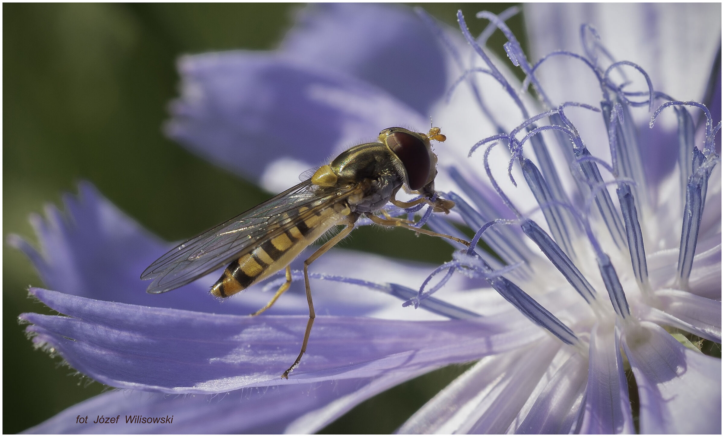 Chinon 55/1,7 + Raynox