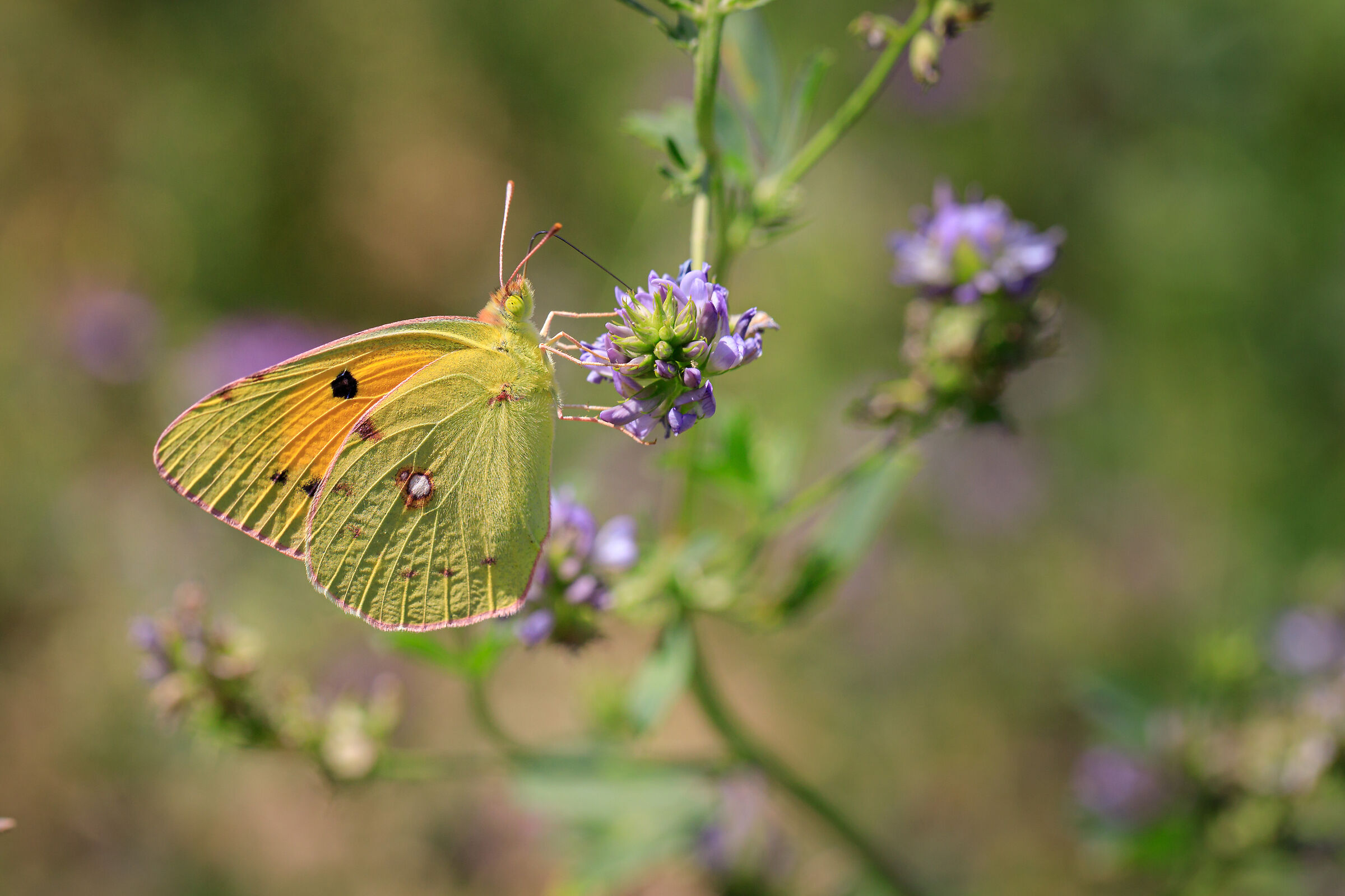 butterfly effect