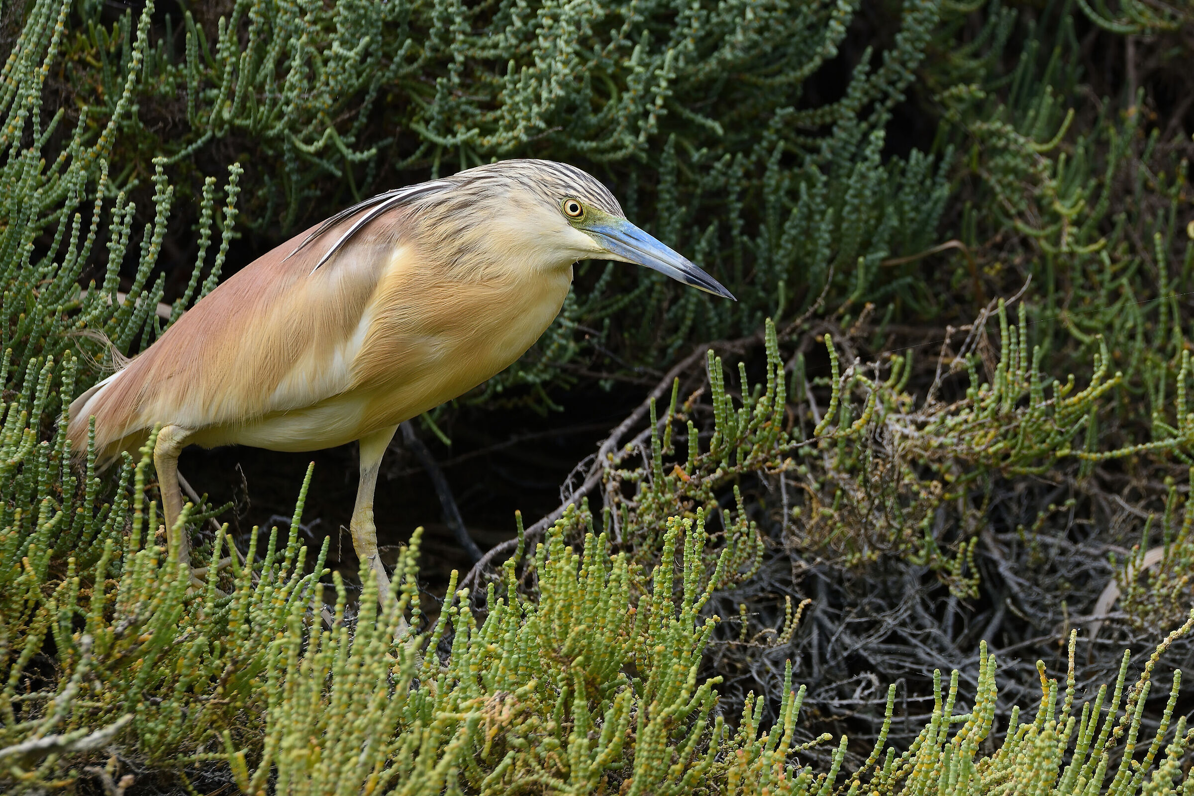 Squacco heron