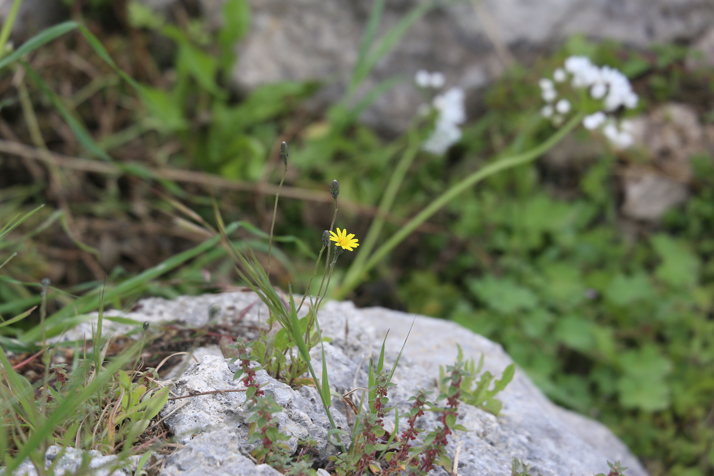 Canon 6D, DO @ 200 mm