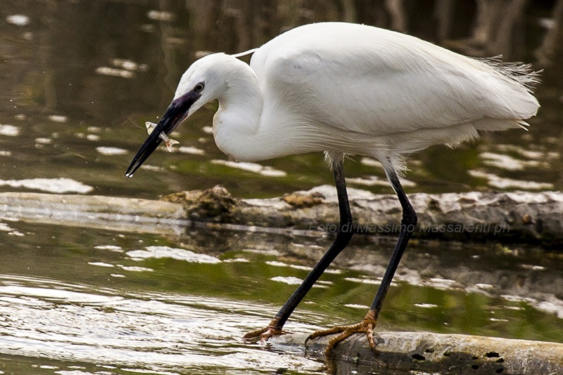 Egret at the meal