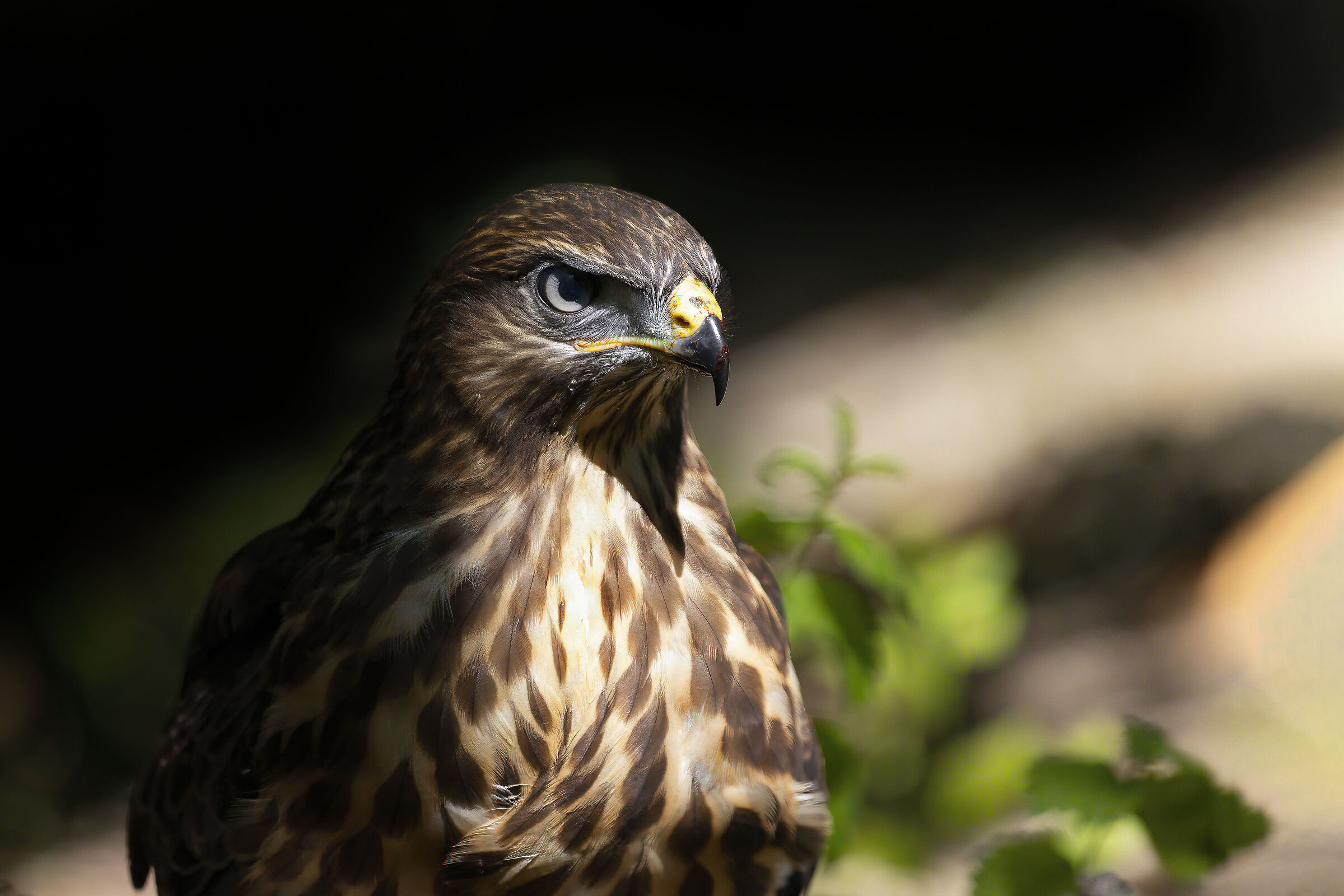 Careful, I keep an eye on you!!! (Buzzard)