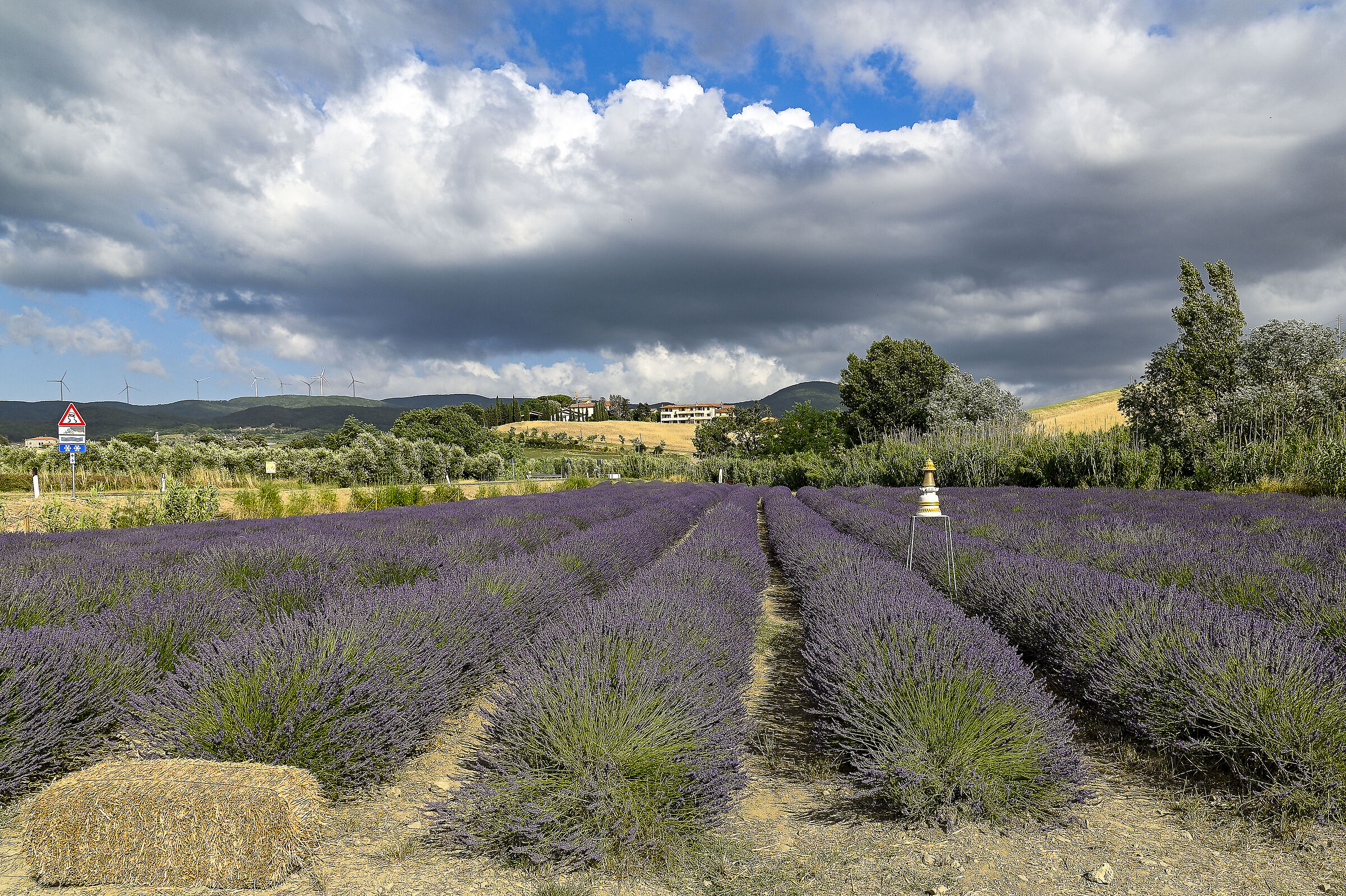 Lavender field