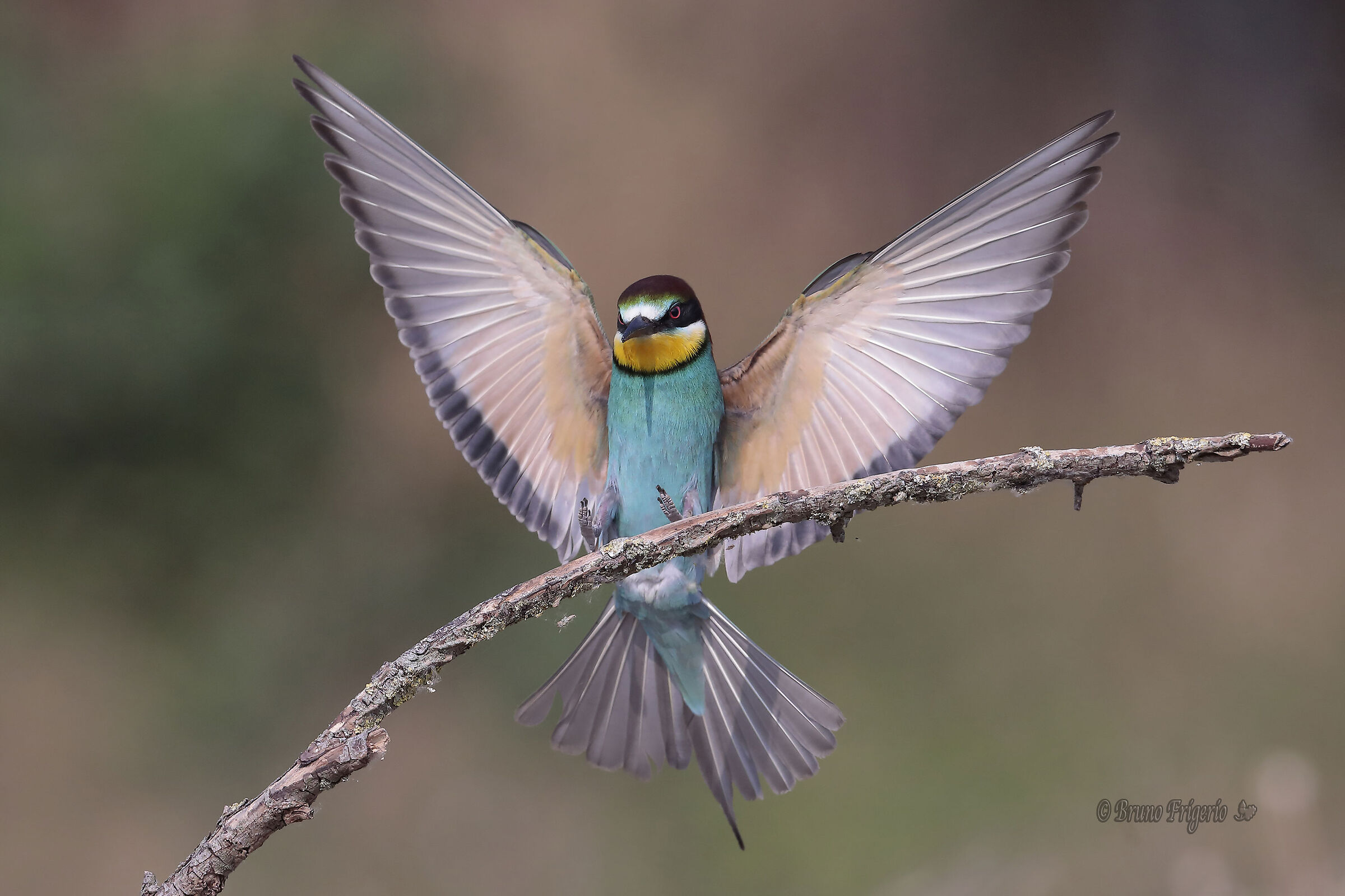 BEE-EATER