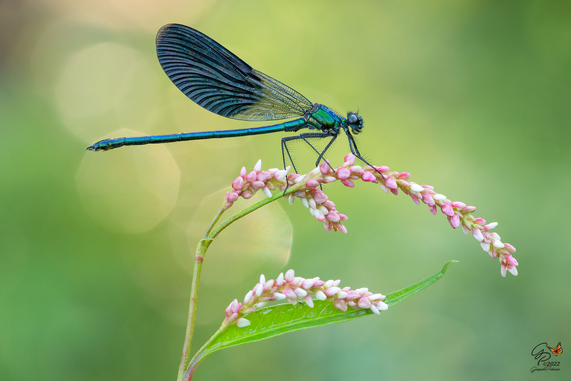 Calopteryx splendens (maschio)