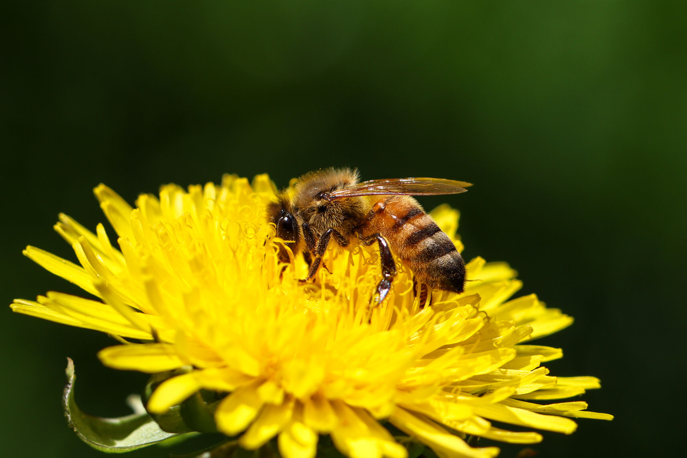 Bee on dandelion
