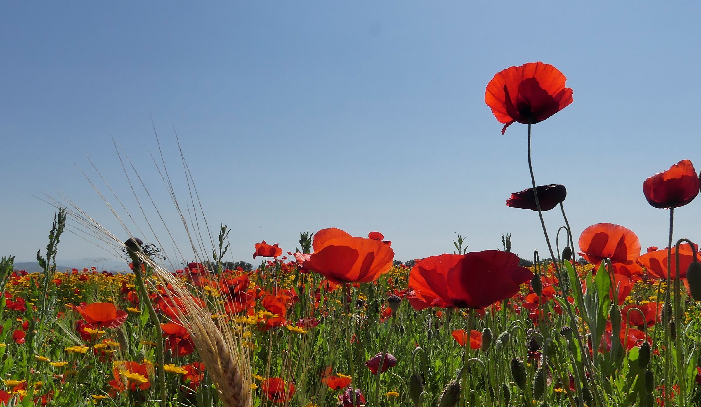 Do you know that poppies are tall, tall, tall