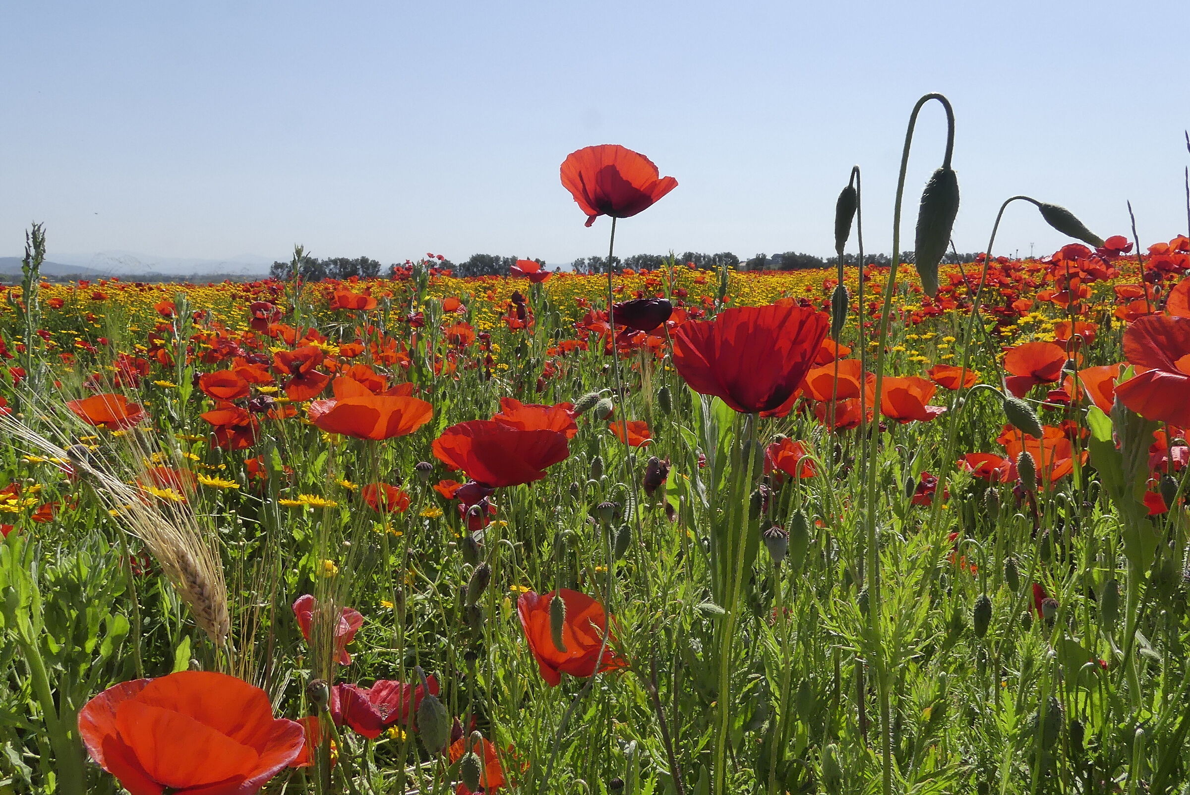 Do you know that poppies are tall, tall, alti_1
