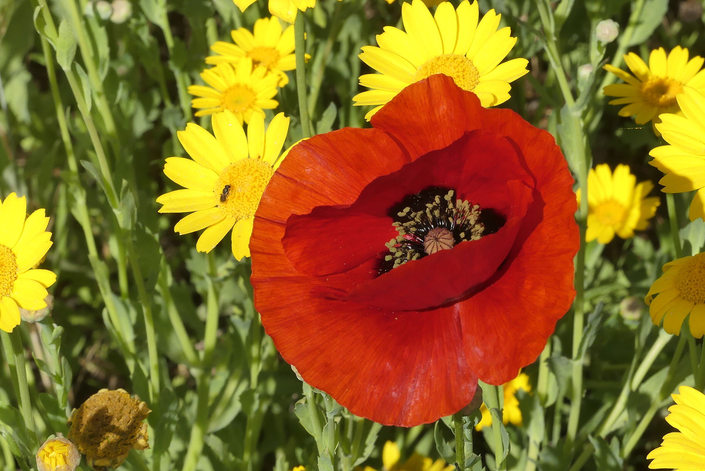 Do you know that poppies are tall, tall, alti_2