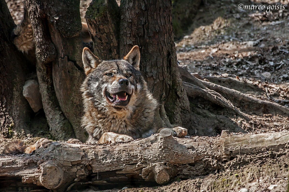 Lupo 1