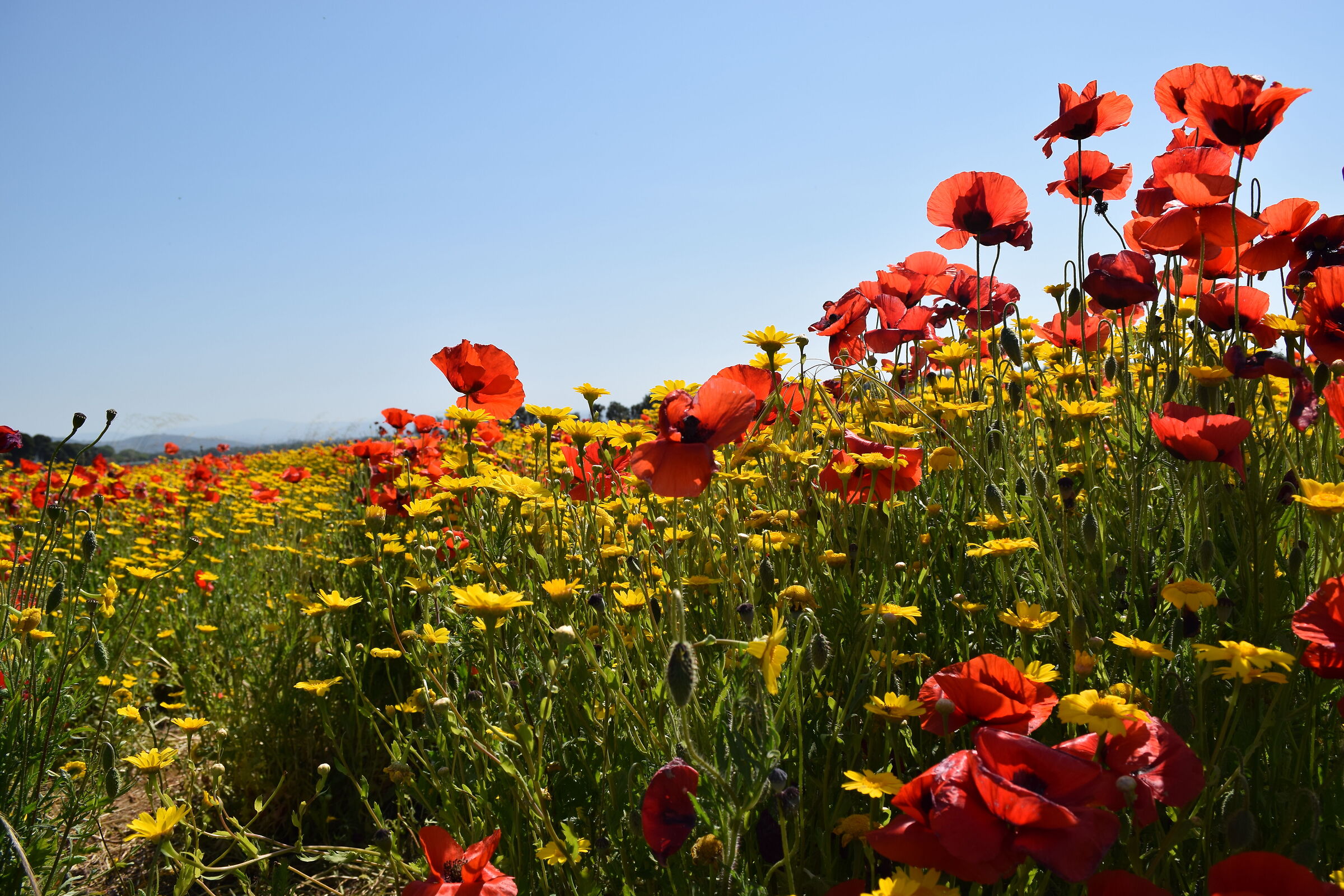 Do you know that poppies are tall, tall, alti_3
