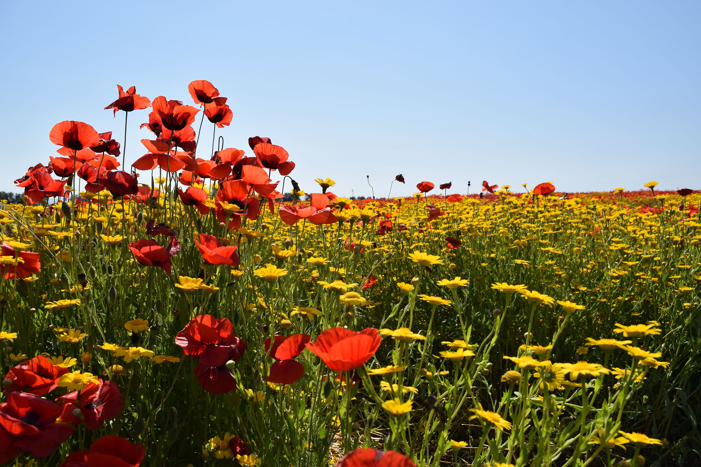 Do you know that poppies are tall, tall, alti_4