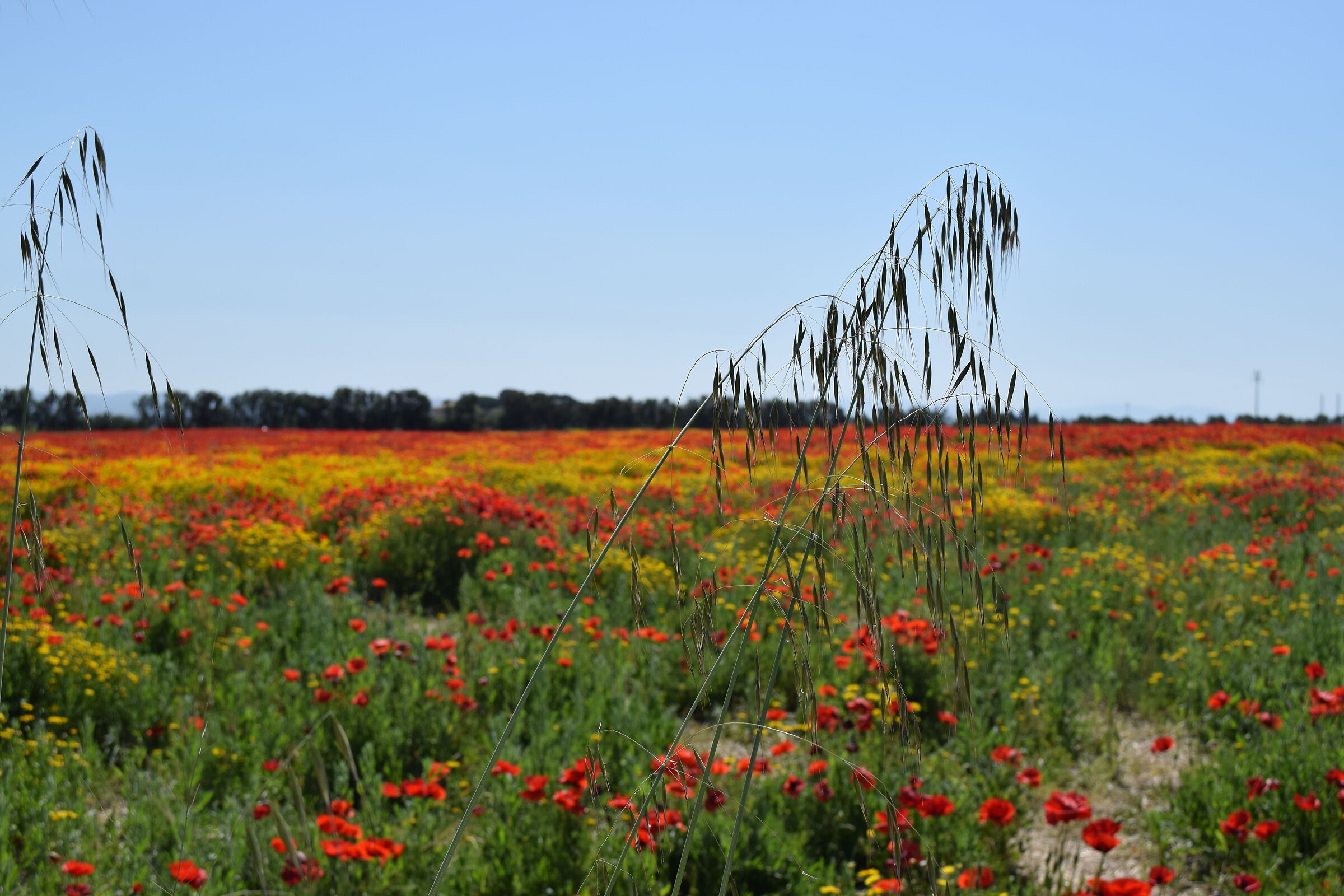 Do you know that poppies are tall, tall, alti_5