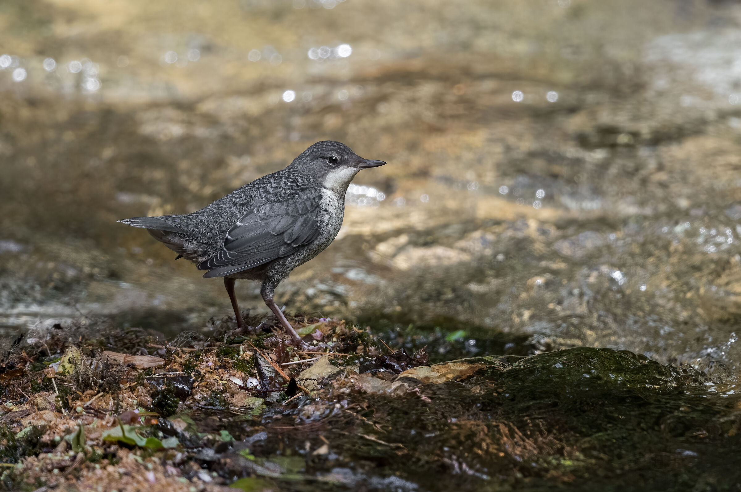 White-throated dipper