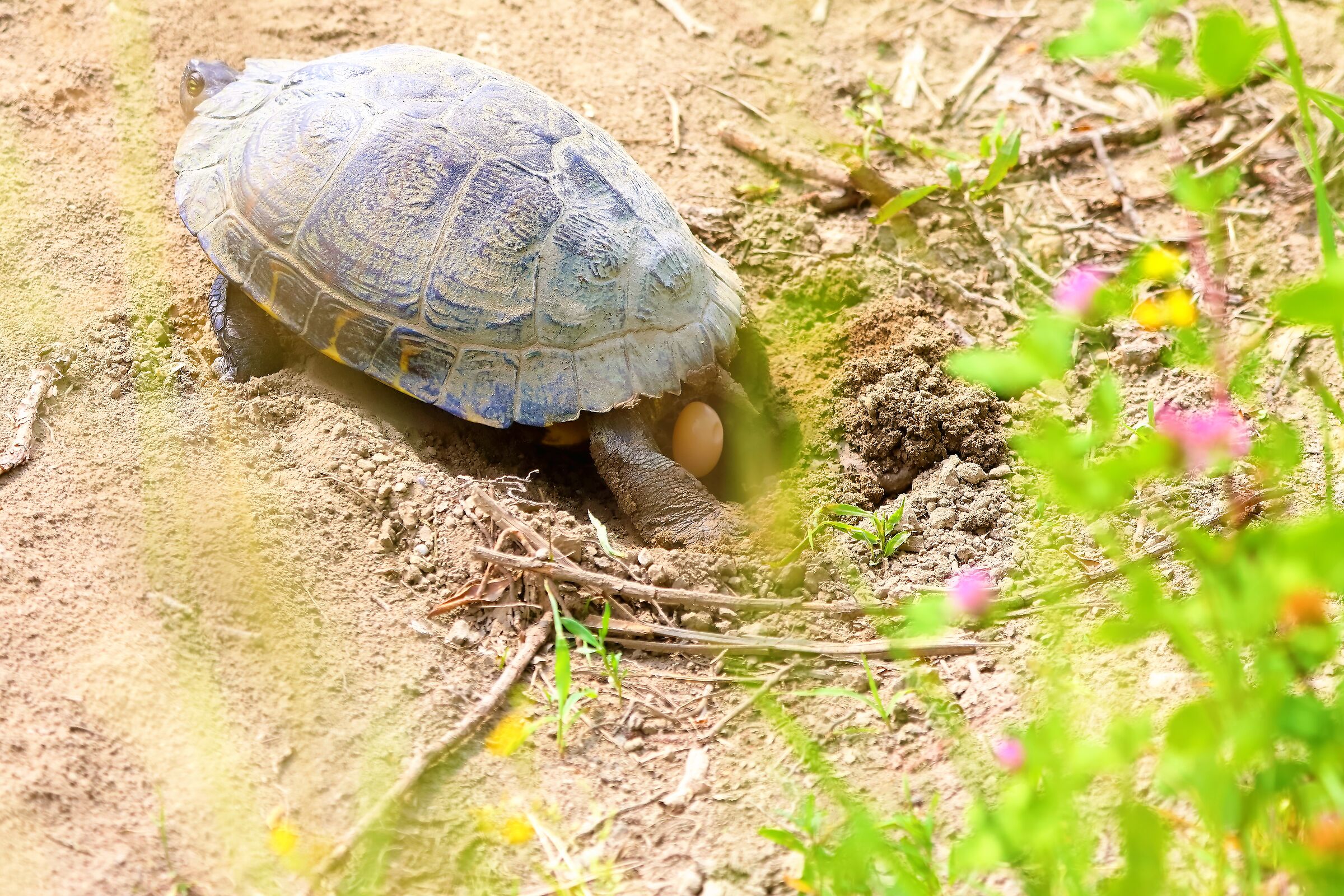 tartaruga 23-05-2022