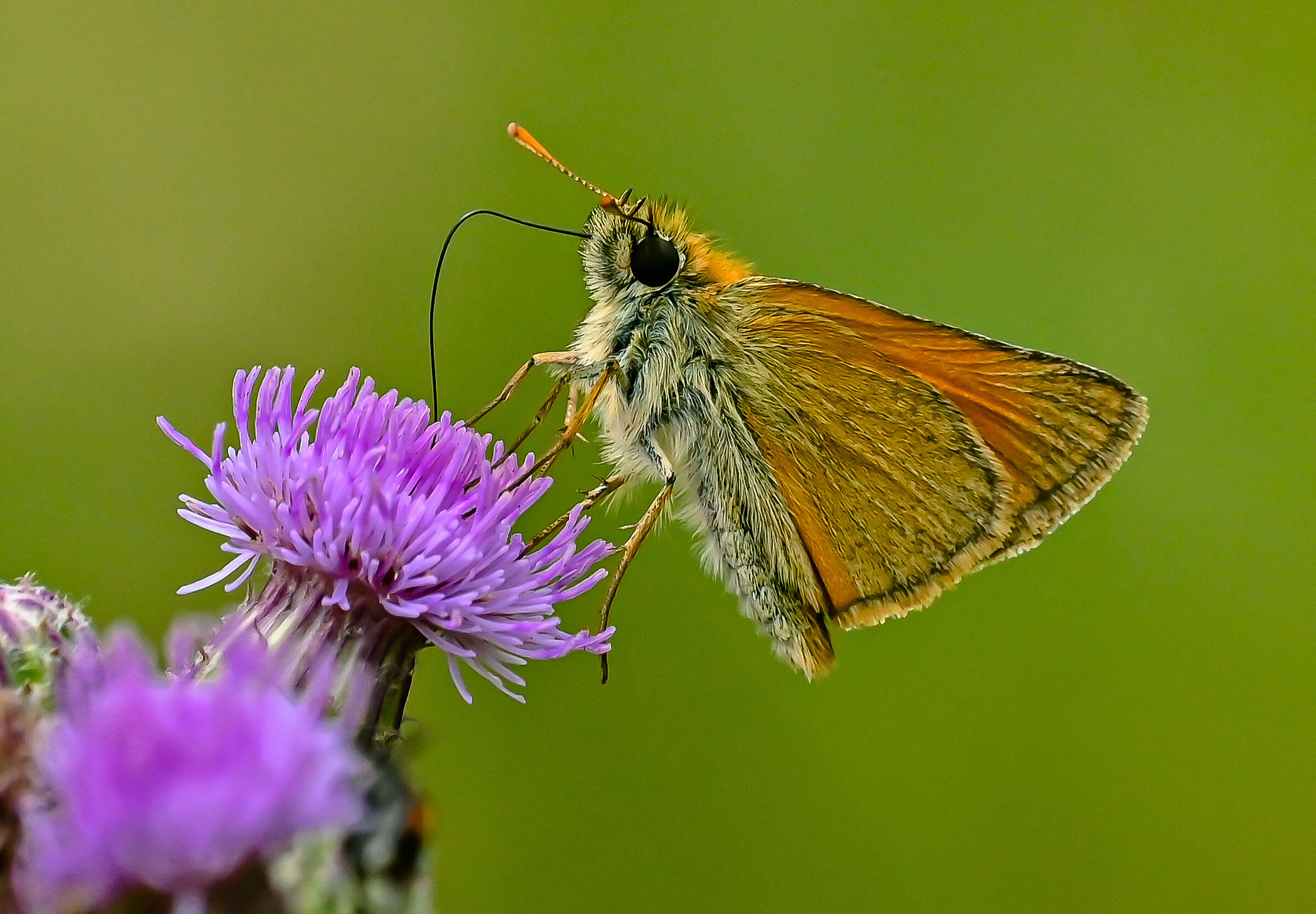 The experience of the woods