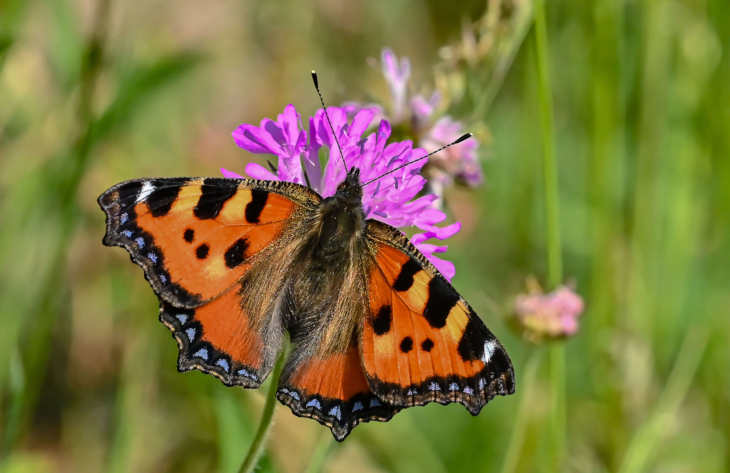 The nettle vanessa