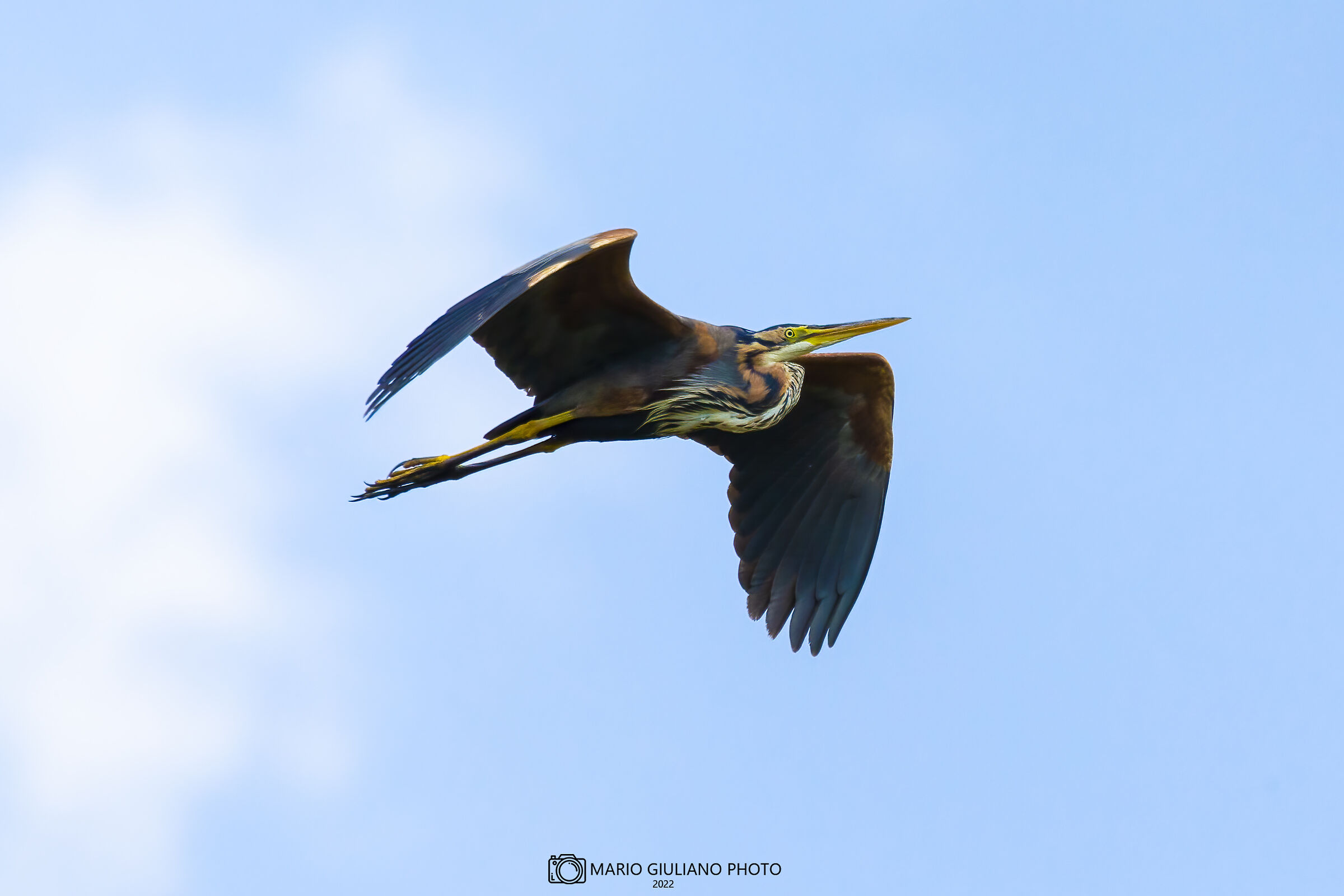 Purple heron
