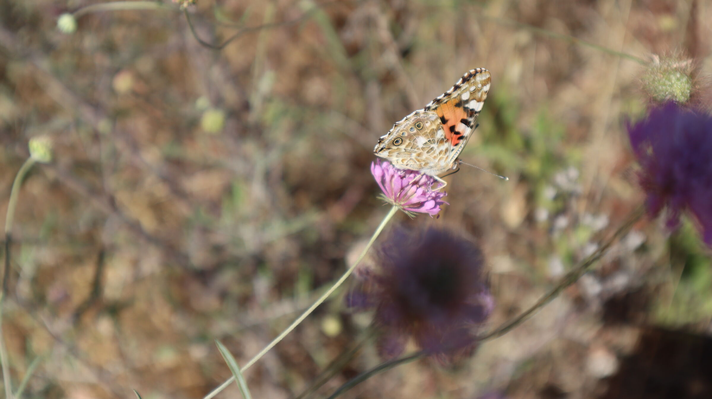 farfalla viola-meno zoom