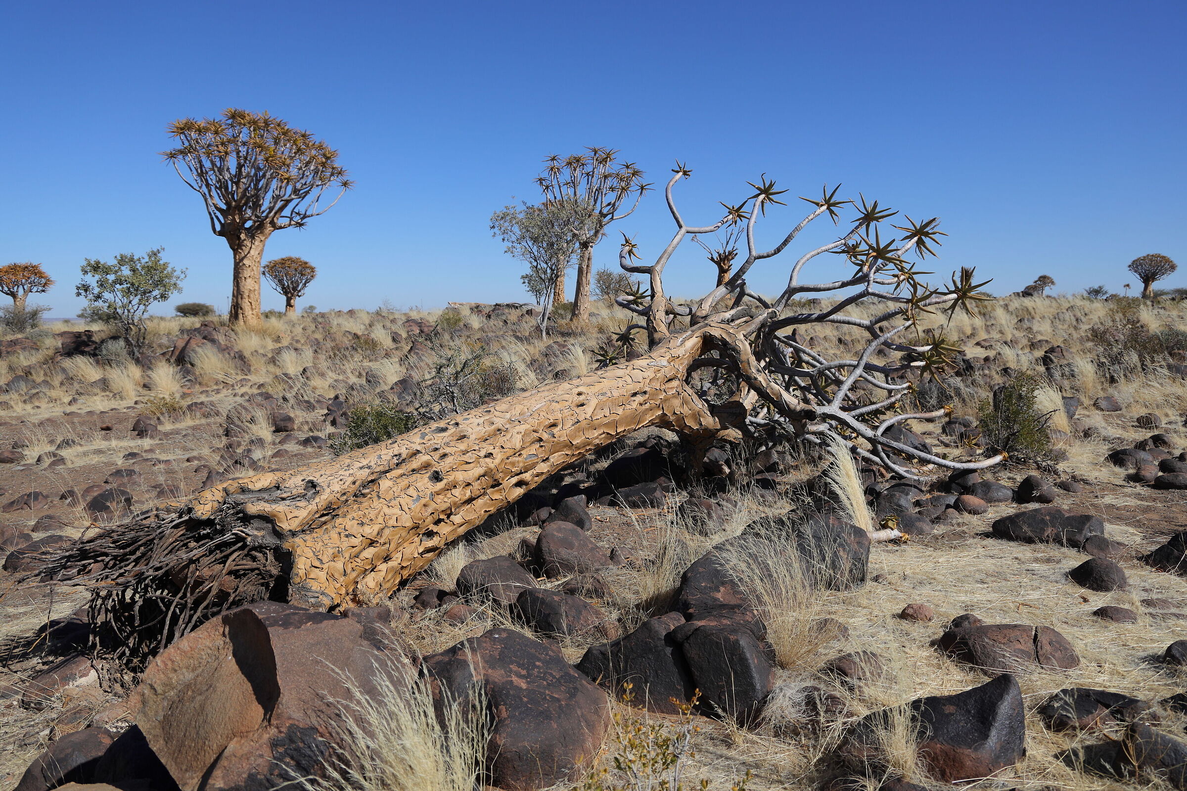 Namibia - Alberi faretra