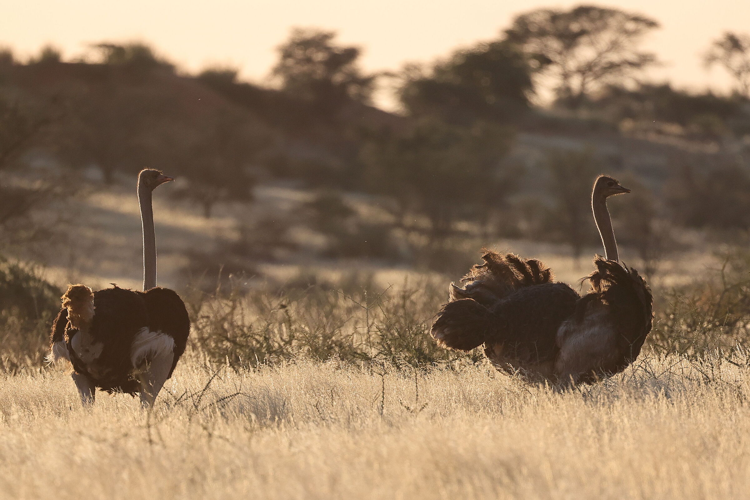 Namibia - Struzzi in controluce