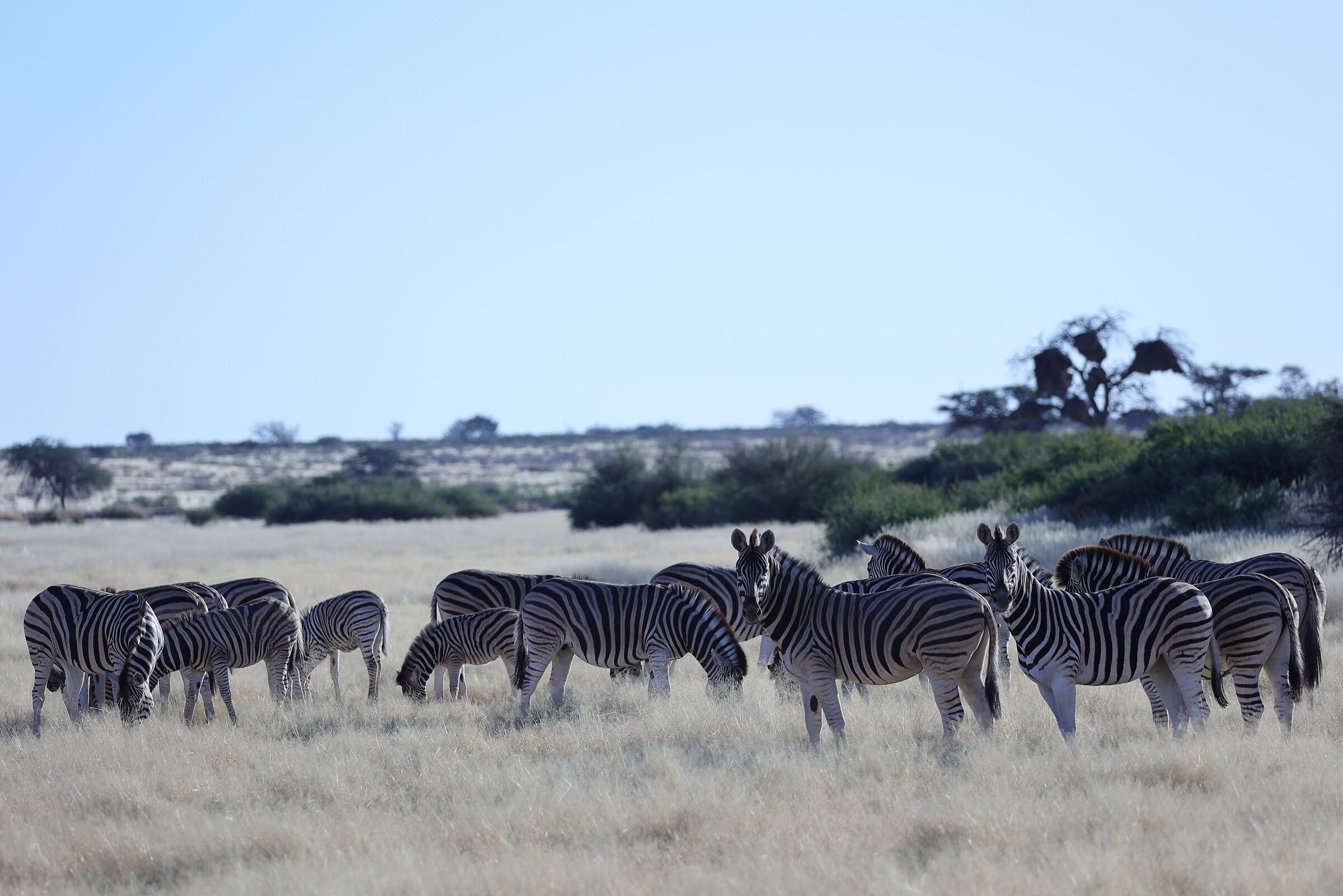 Namibia - zebre