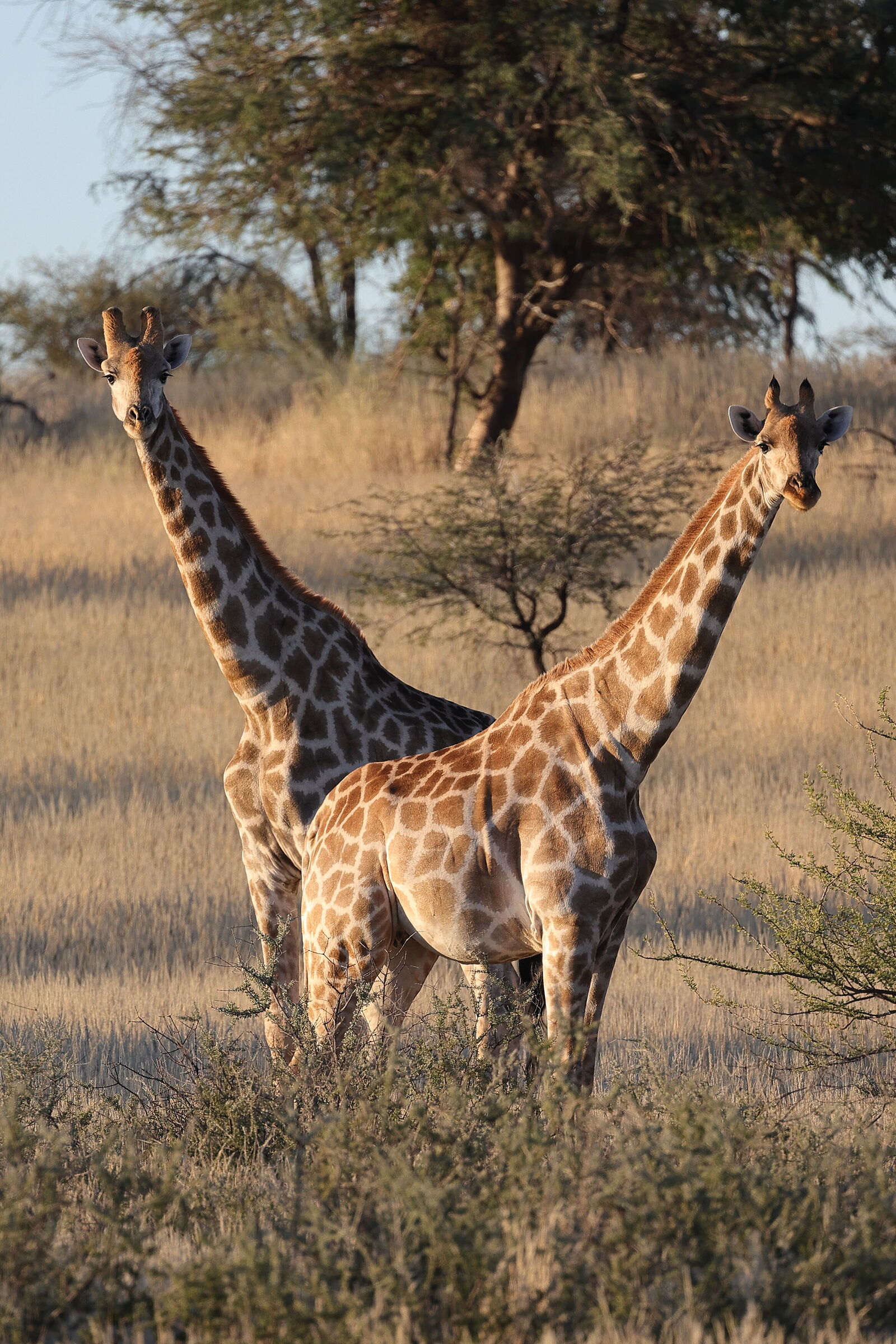 Namibia - giraffe