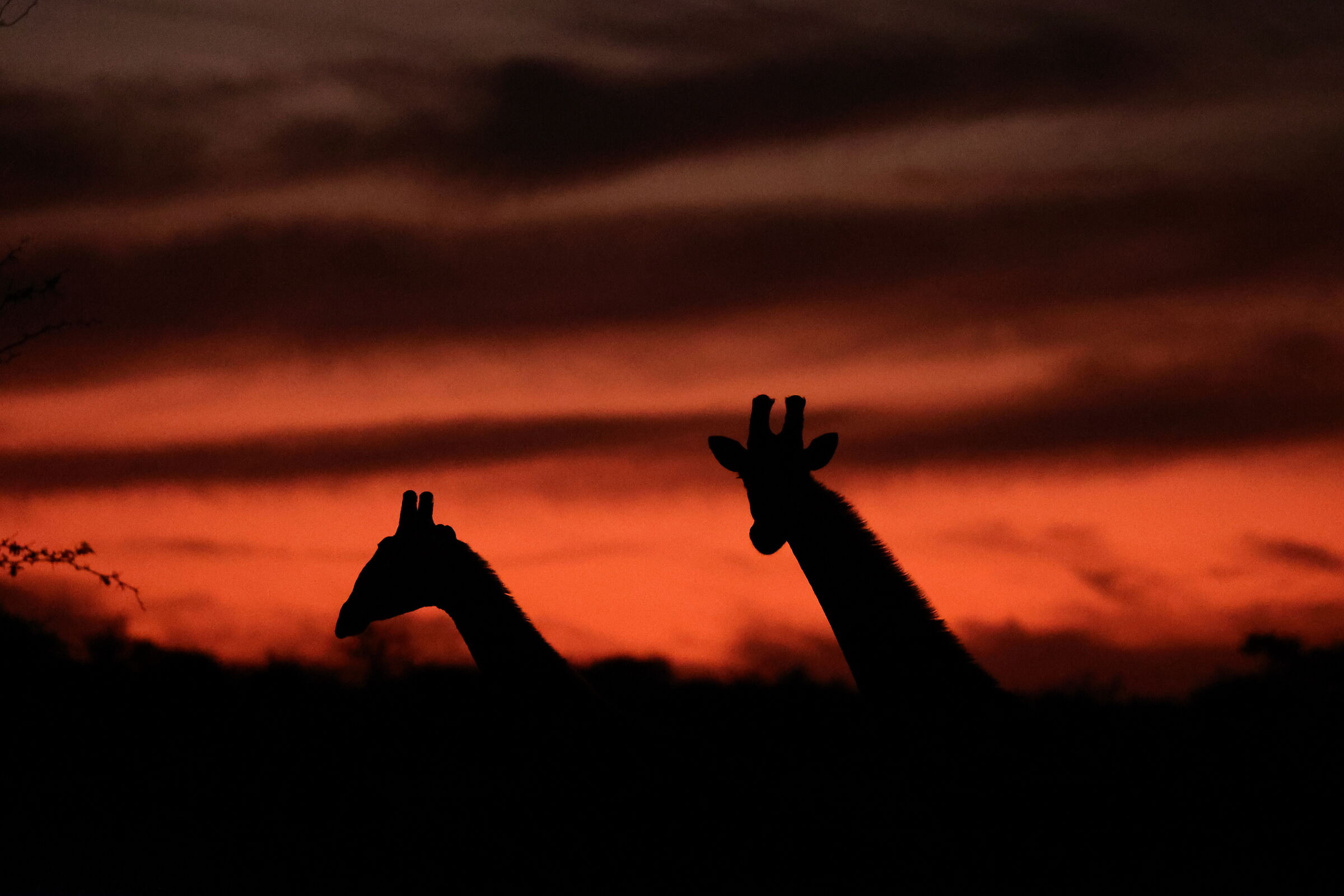 Namibia - giraffe al tramonto