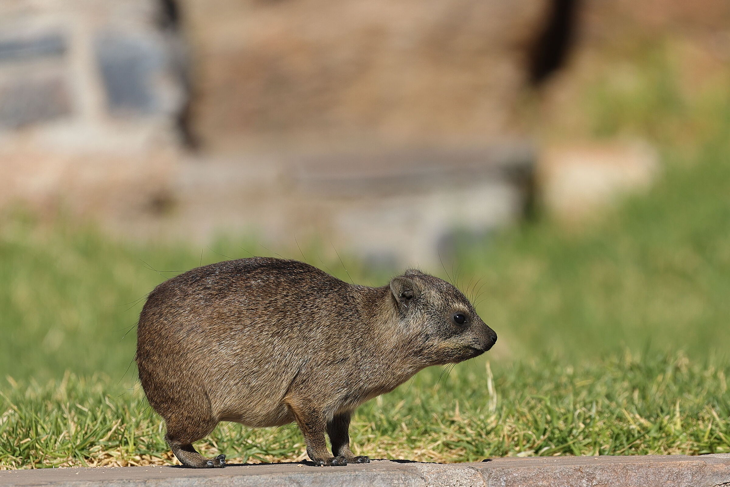 Namibia - Procavia