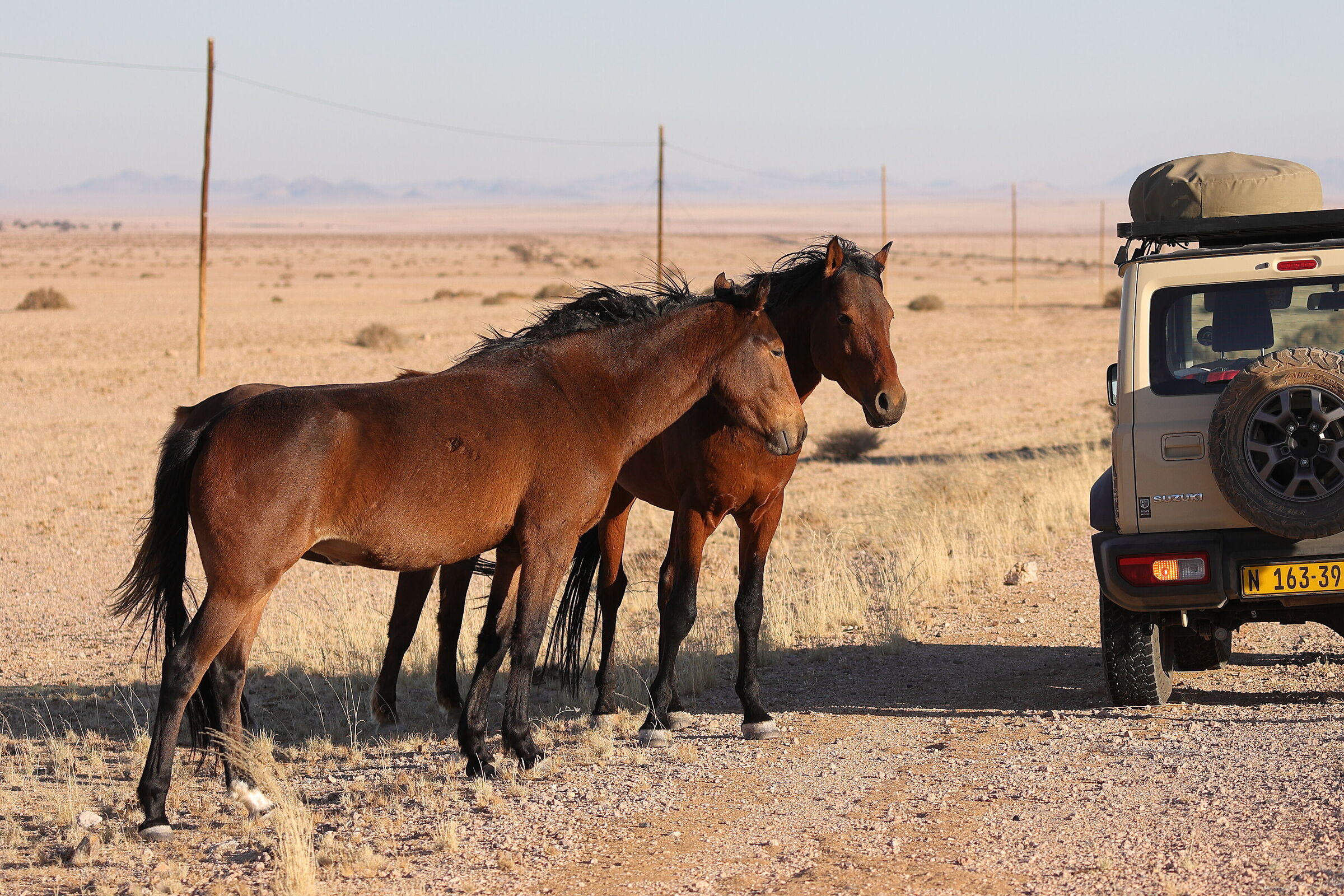 Namibia - Cavalli del deserto del Namib
