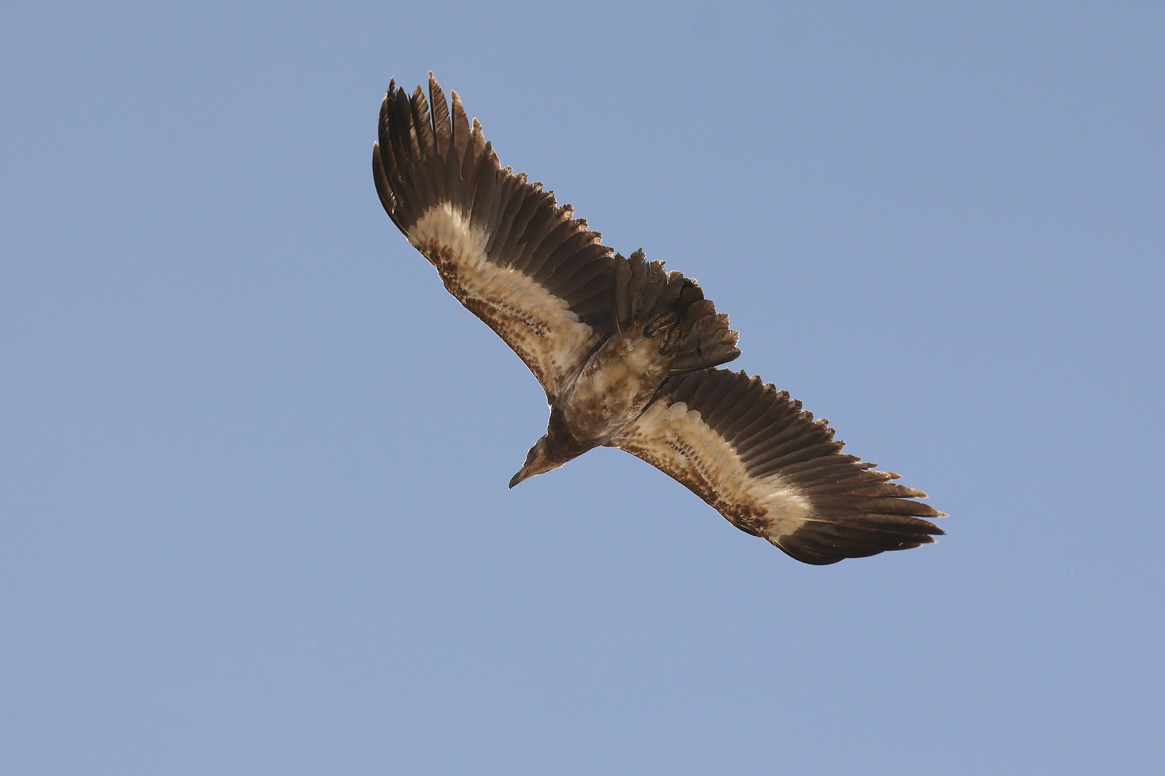Namibia - uccello (da identificare)