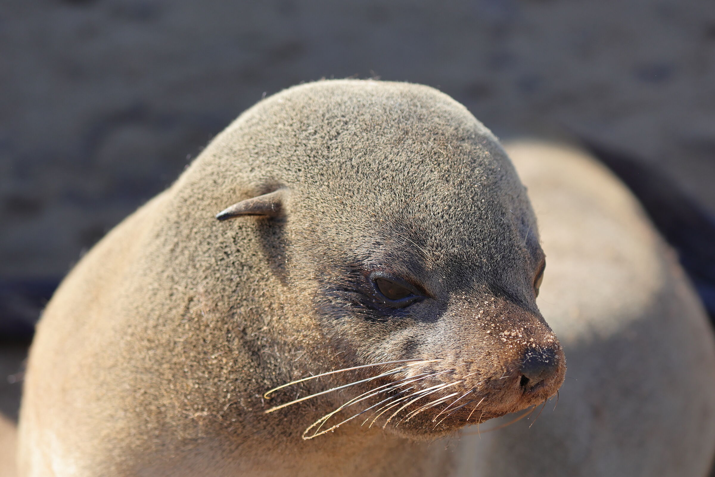 Namibia - Foca a Cape Cross