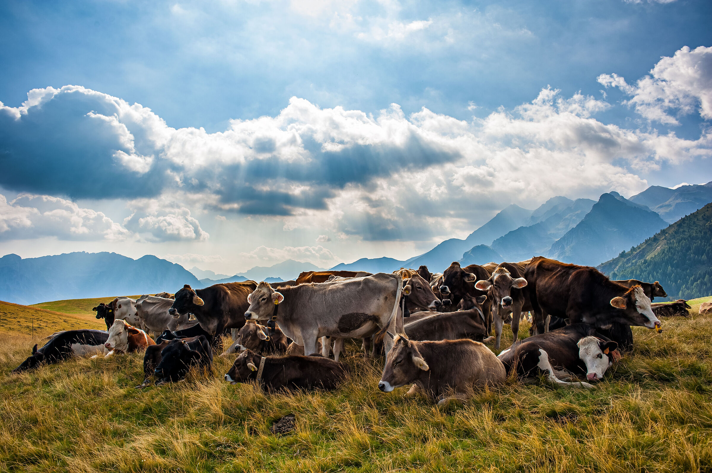 Bucolic Afternoon_2