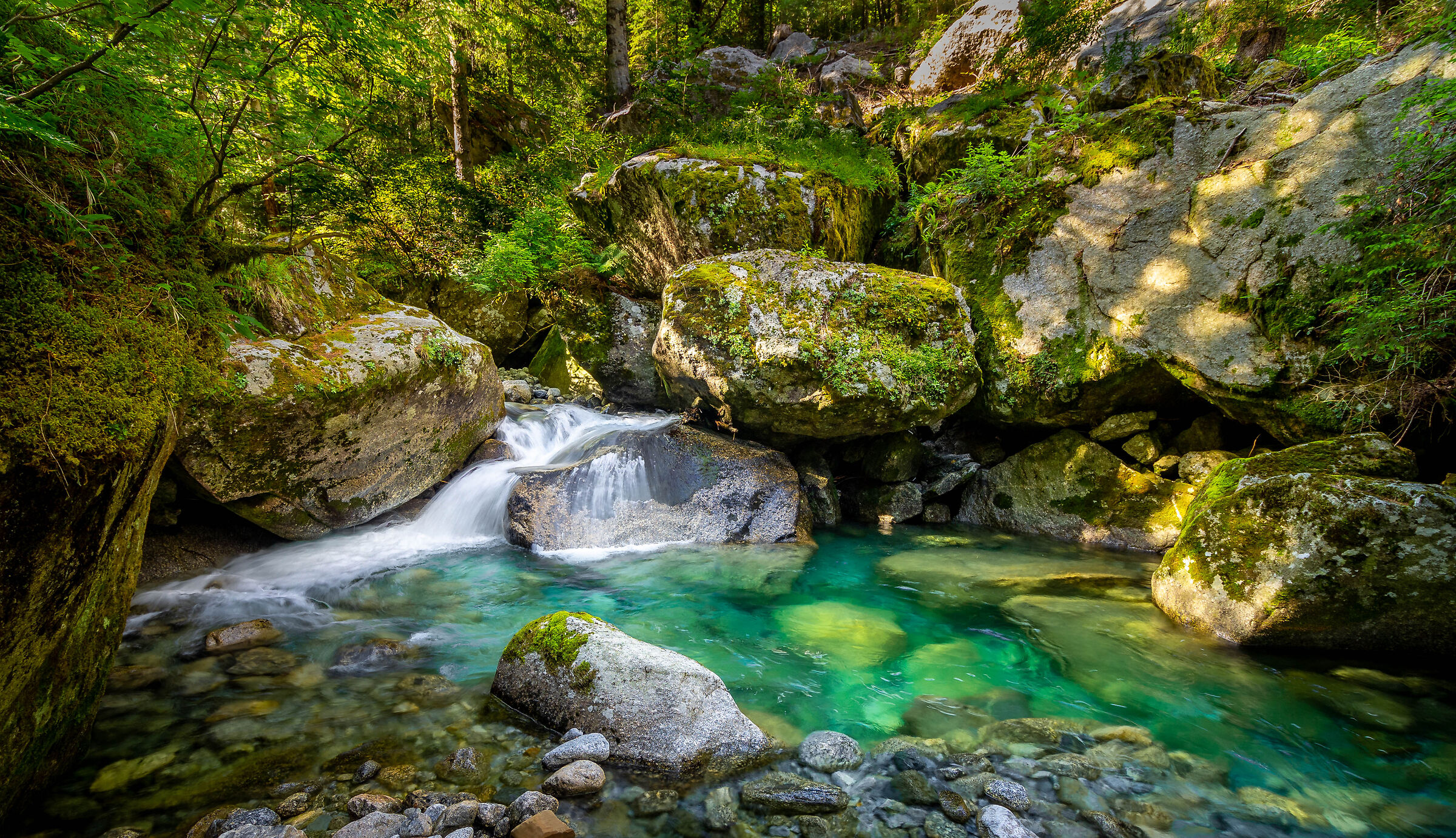 In the green of the forest