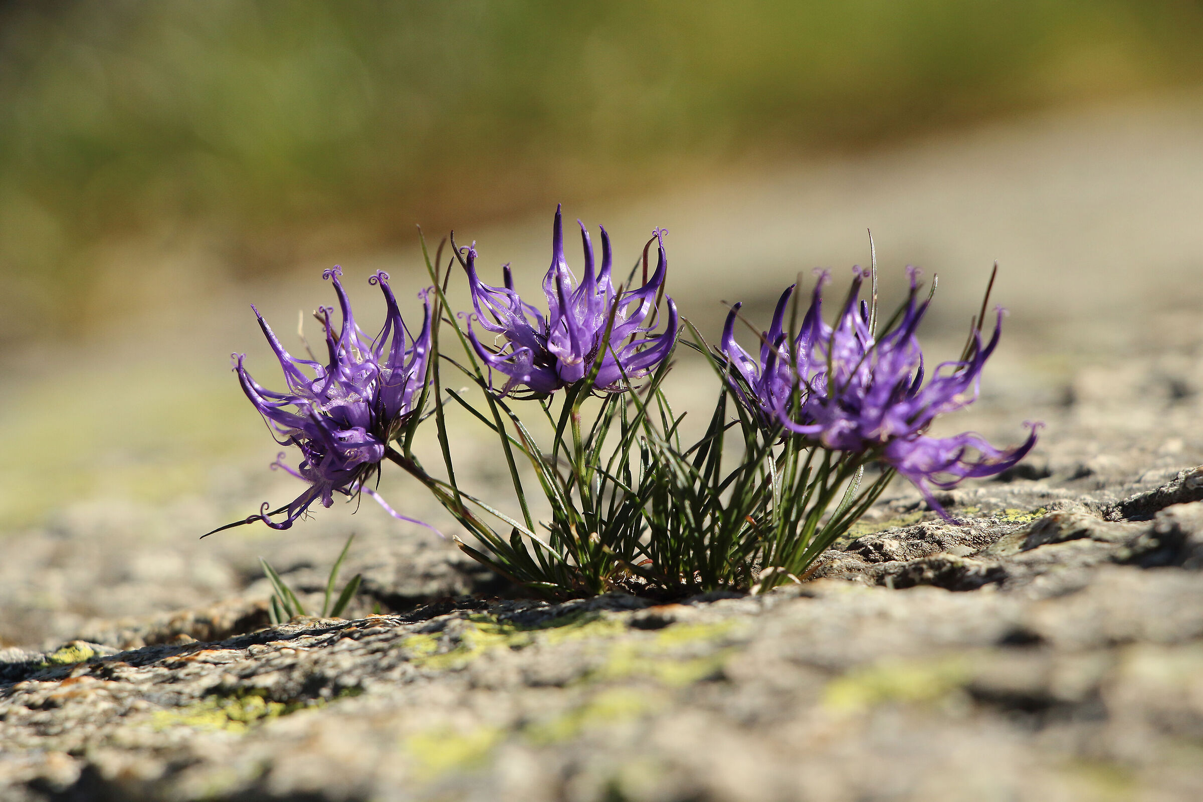 "it takes little to live"