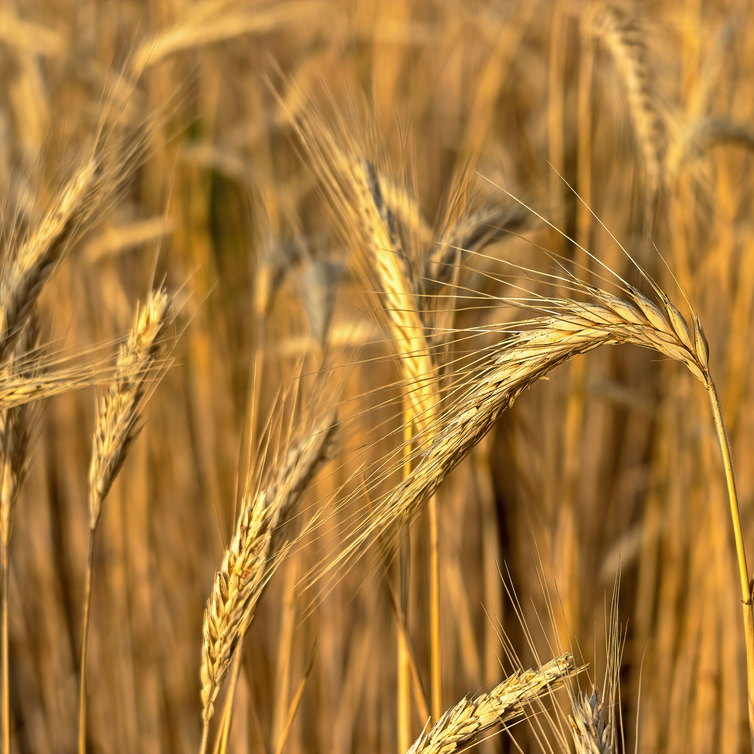 Grano
