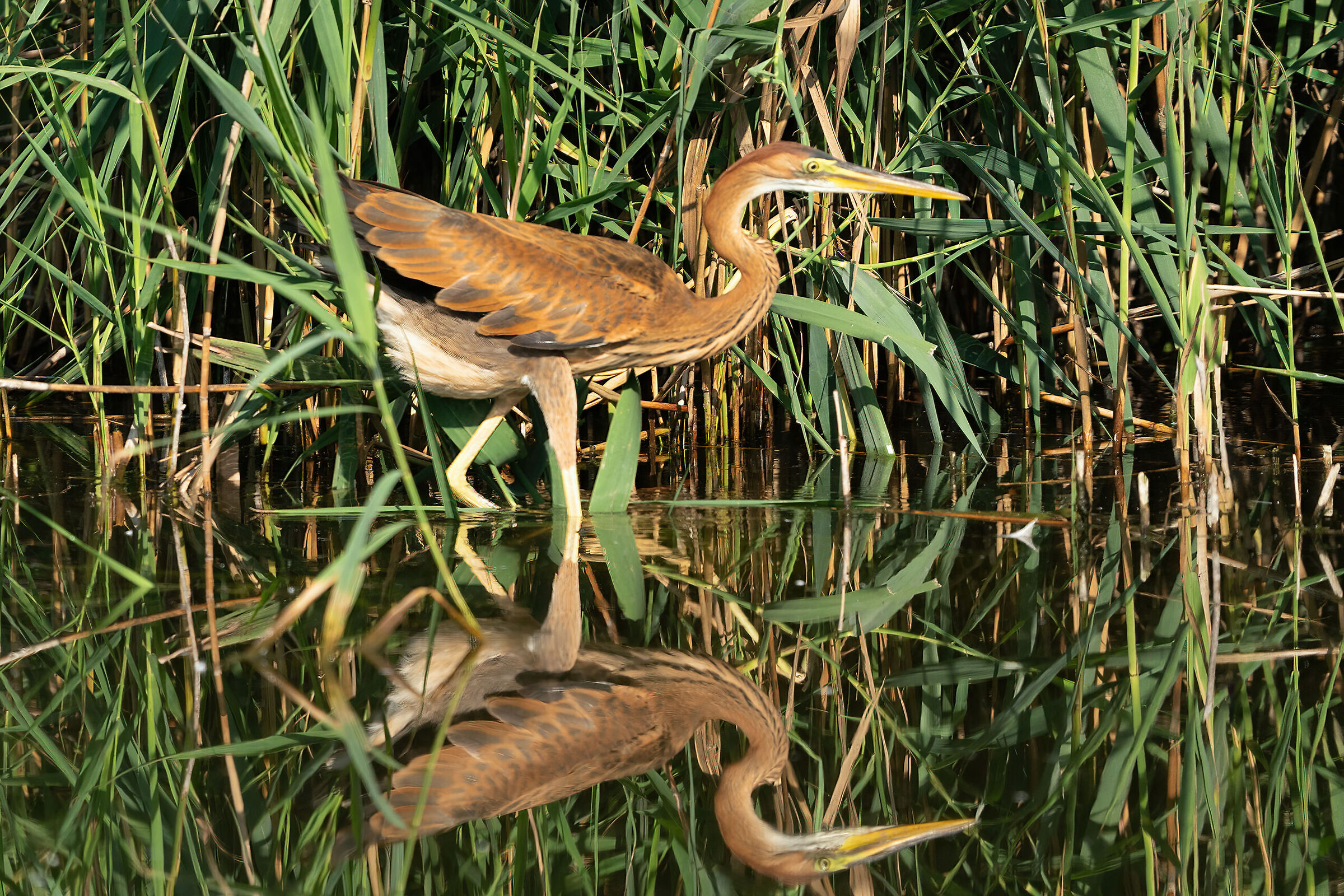 Purple heron