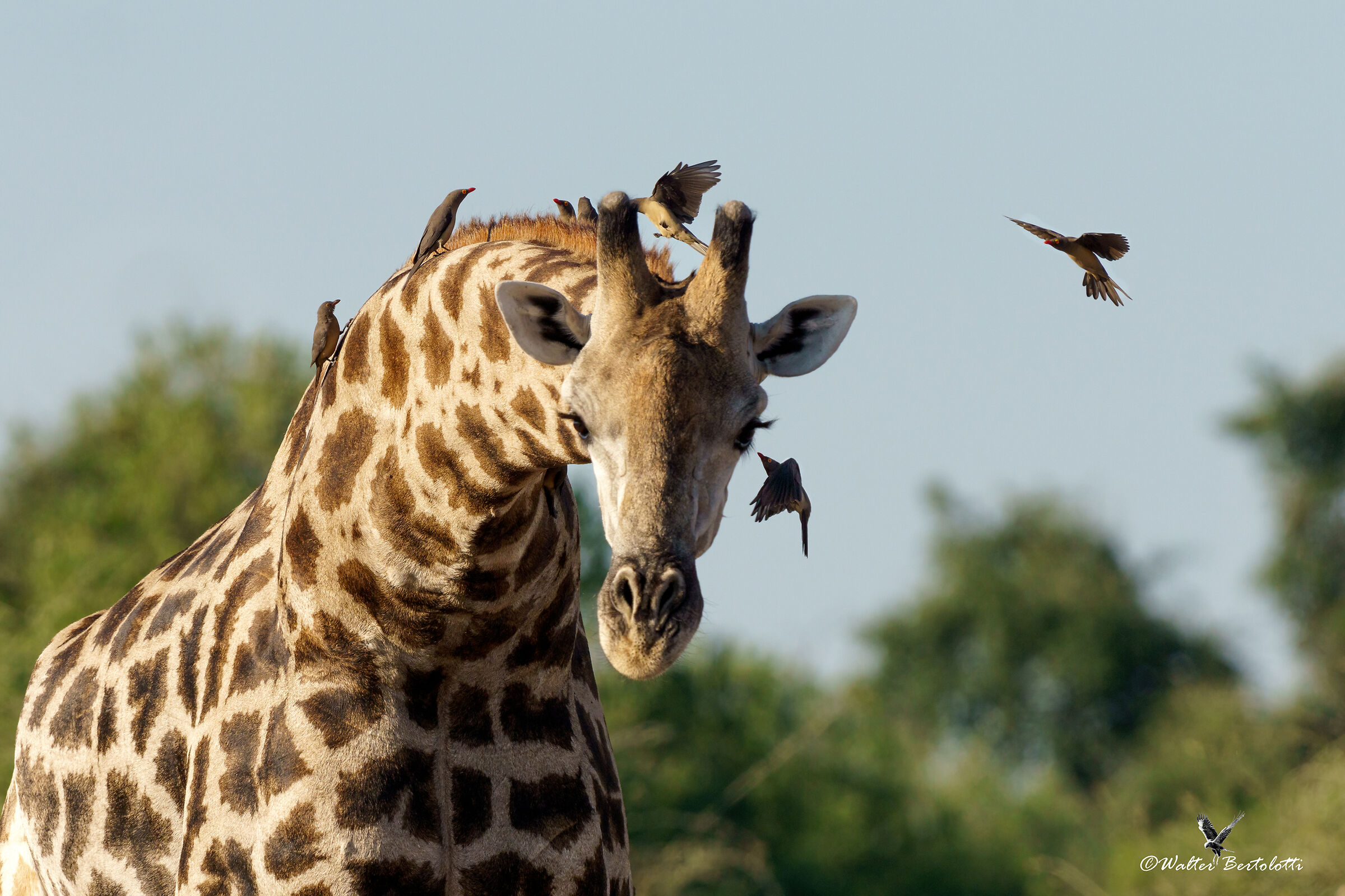 bufaghe al condominio giraffa