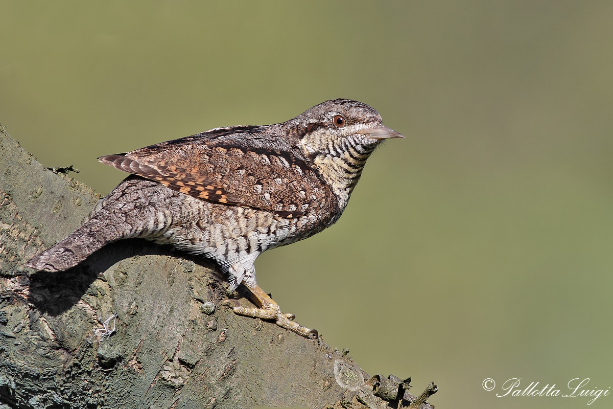Wryneck (Jynx torquilla)