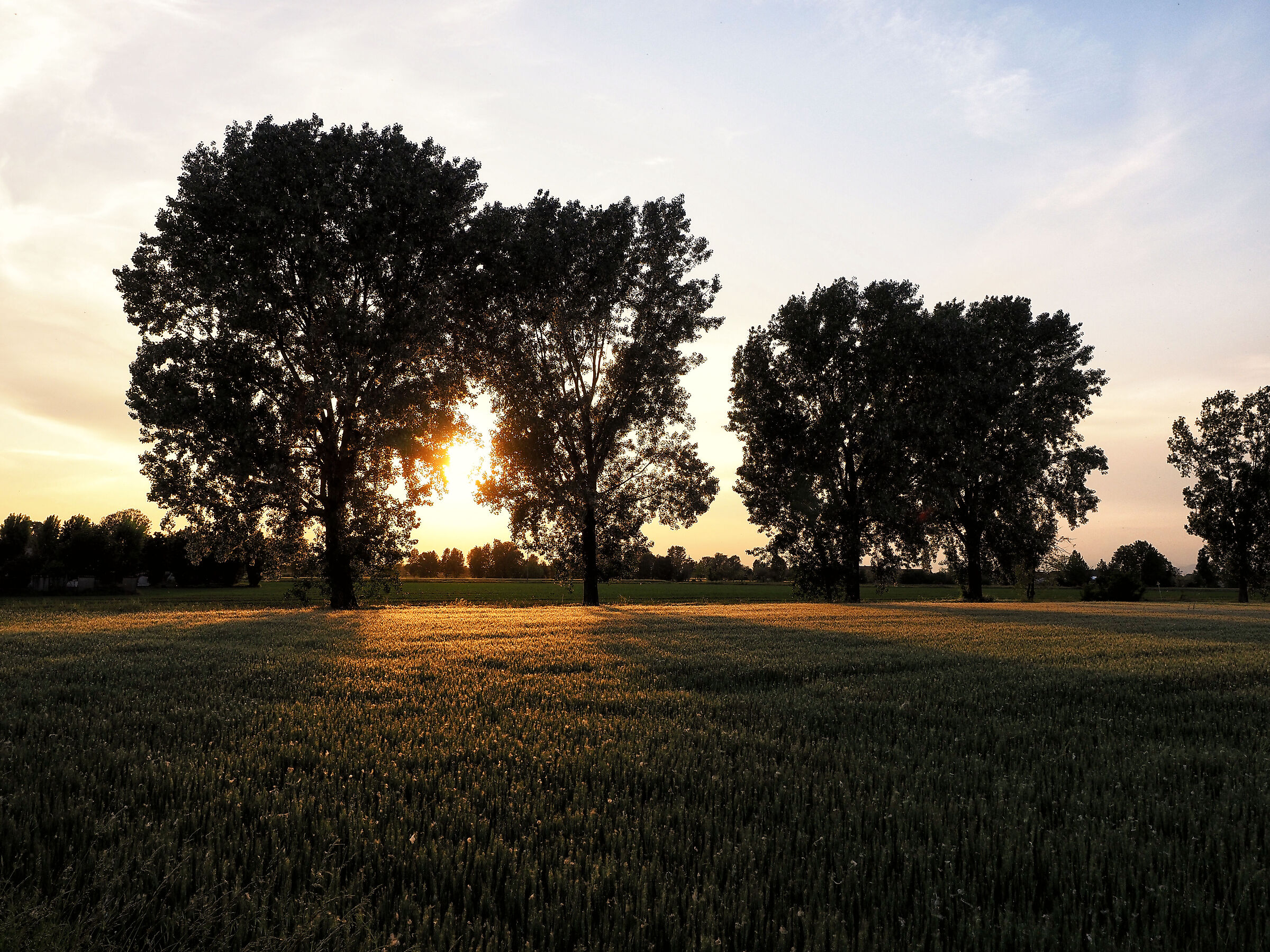 poplars at sunset
