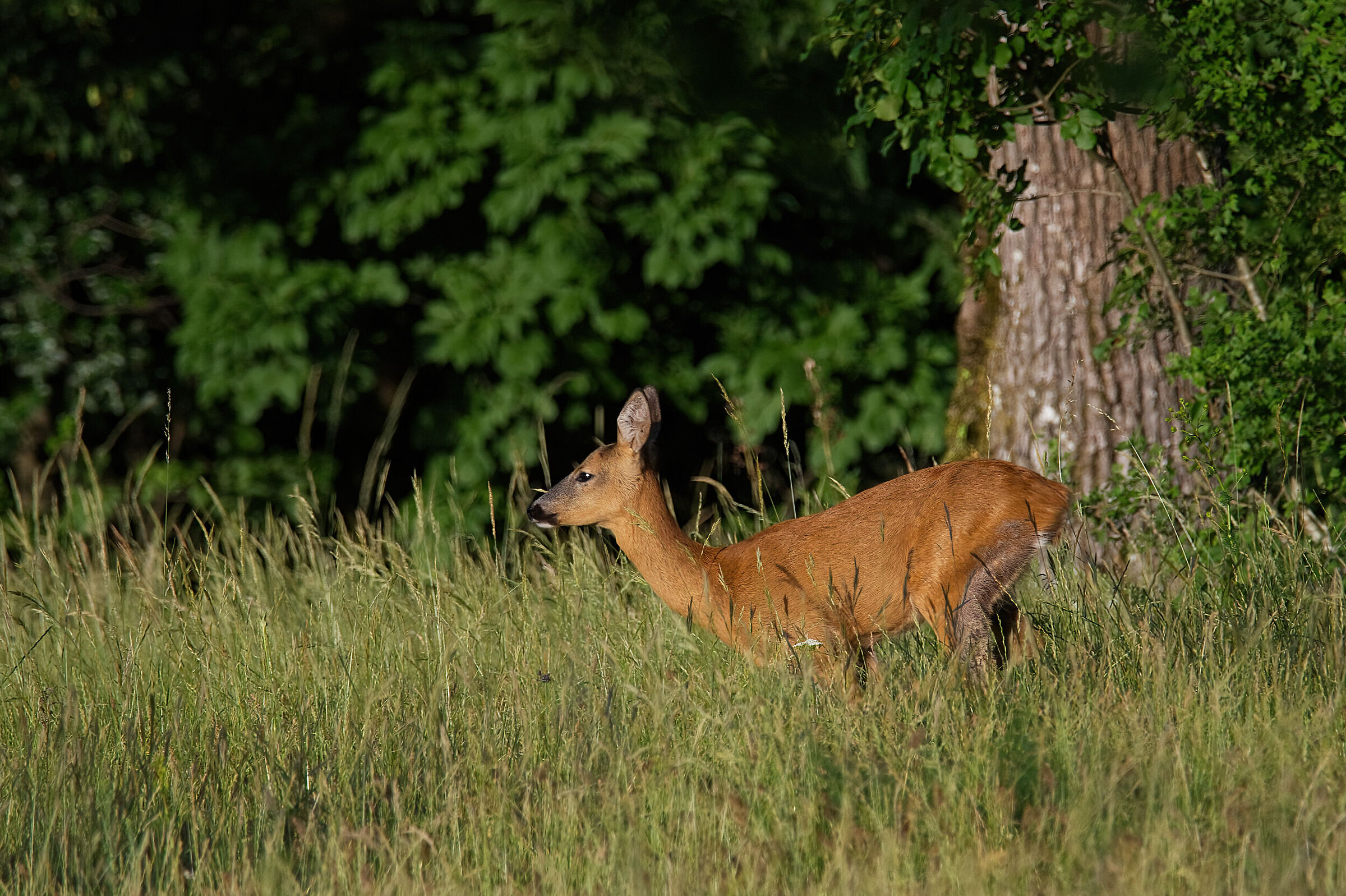 Escape into the woods