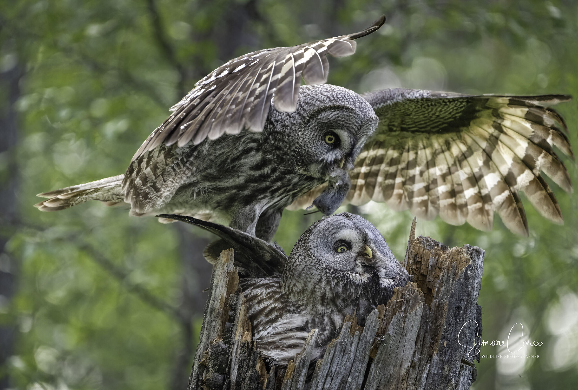 Strix Nebulosa - Allocco di Lapponia