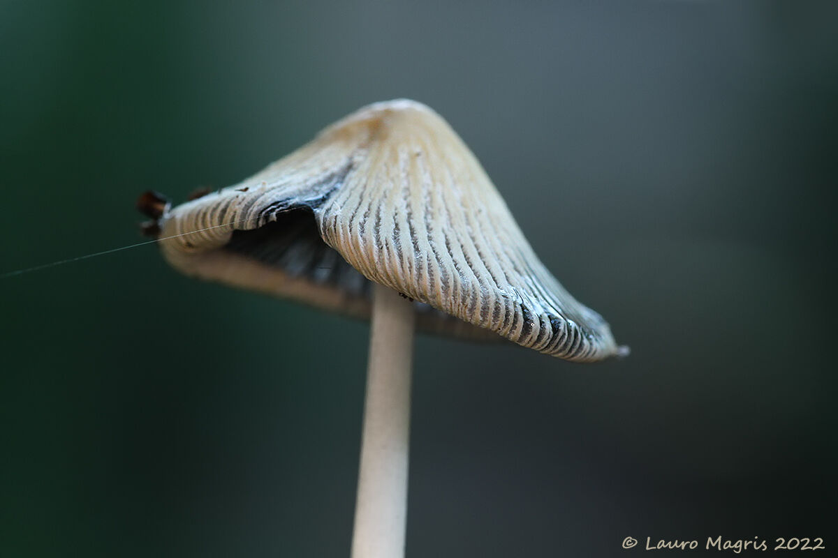 Mushroom with cable car for gnomes