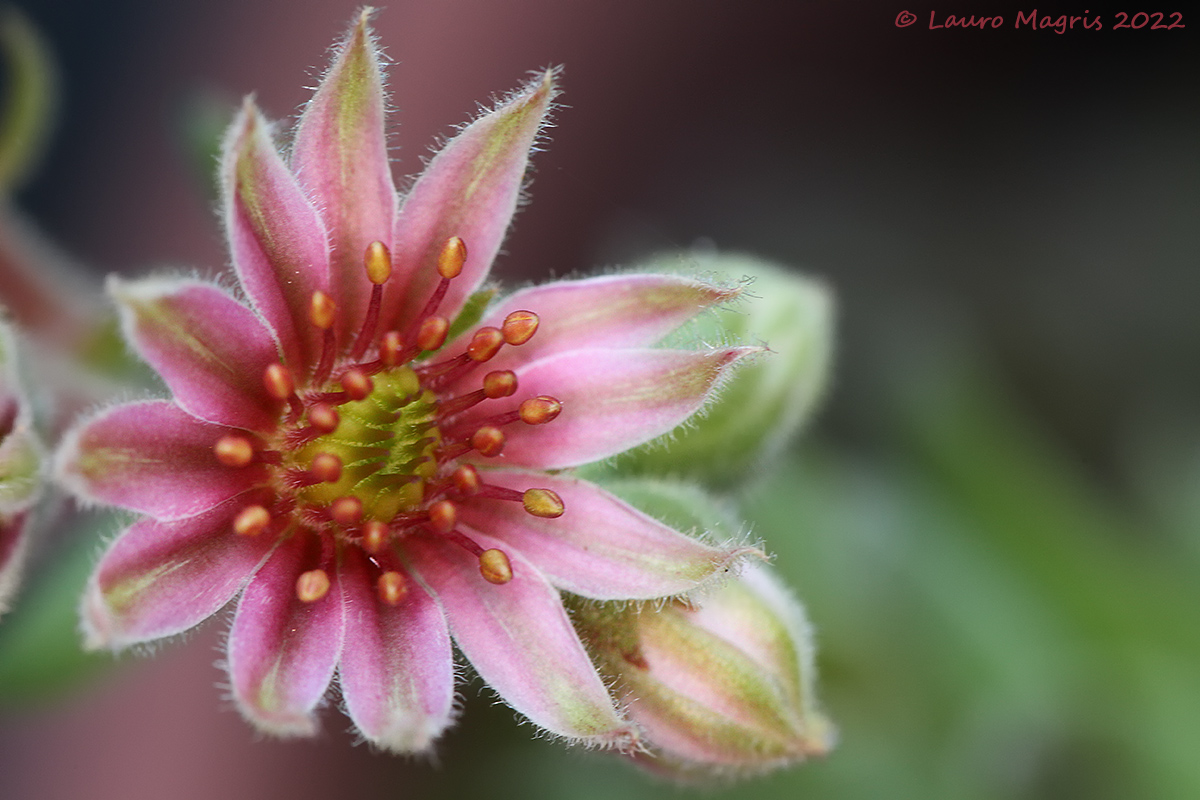 Flower of everliving greater